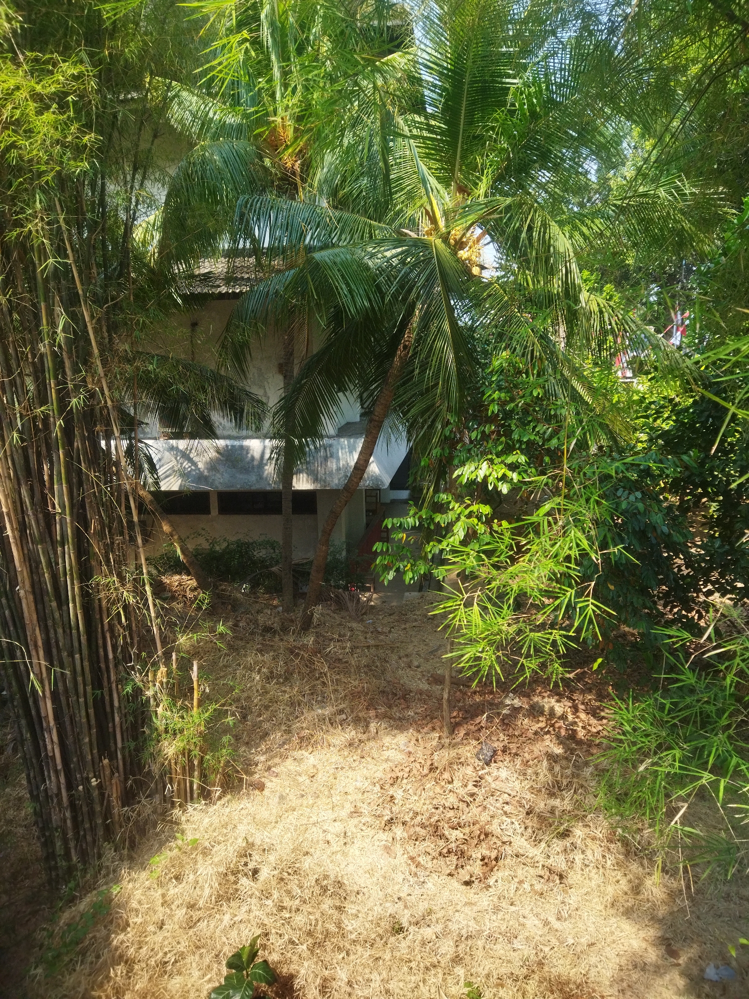 In Giripurwo, Indonesia, a dense tropical landscape dominates the scene, with a focus on lush vegetation and hints of a structure. Towering stalks of bamboo stand on the left, their brown and green hues creating a stark contrast with the vibrant green fronds of a coconut palm tree in the center. The palm tree, laden with coconuts, leans towards a white building partially visible behind the foliage. The building's architecture suggests a functional, possibly residential, structure, with shadows cast by the trees dappling its surface. The ground is covered in a thick layer of dry, yellowish grass and fallen leaves, indicative of a warm, possibly dry season. Smaller bamboo plants sprout amidst the dry grass, adding to the overall sense of untamed nature. Sunlight filters through the canopy, creating a play of light and shadow that accentuates the textures and depths of the environment. No people or animals are visible in the image.