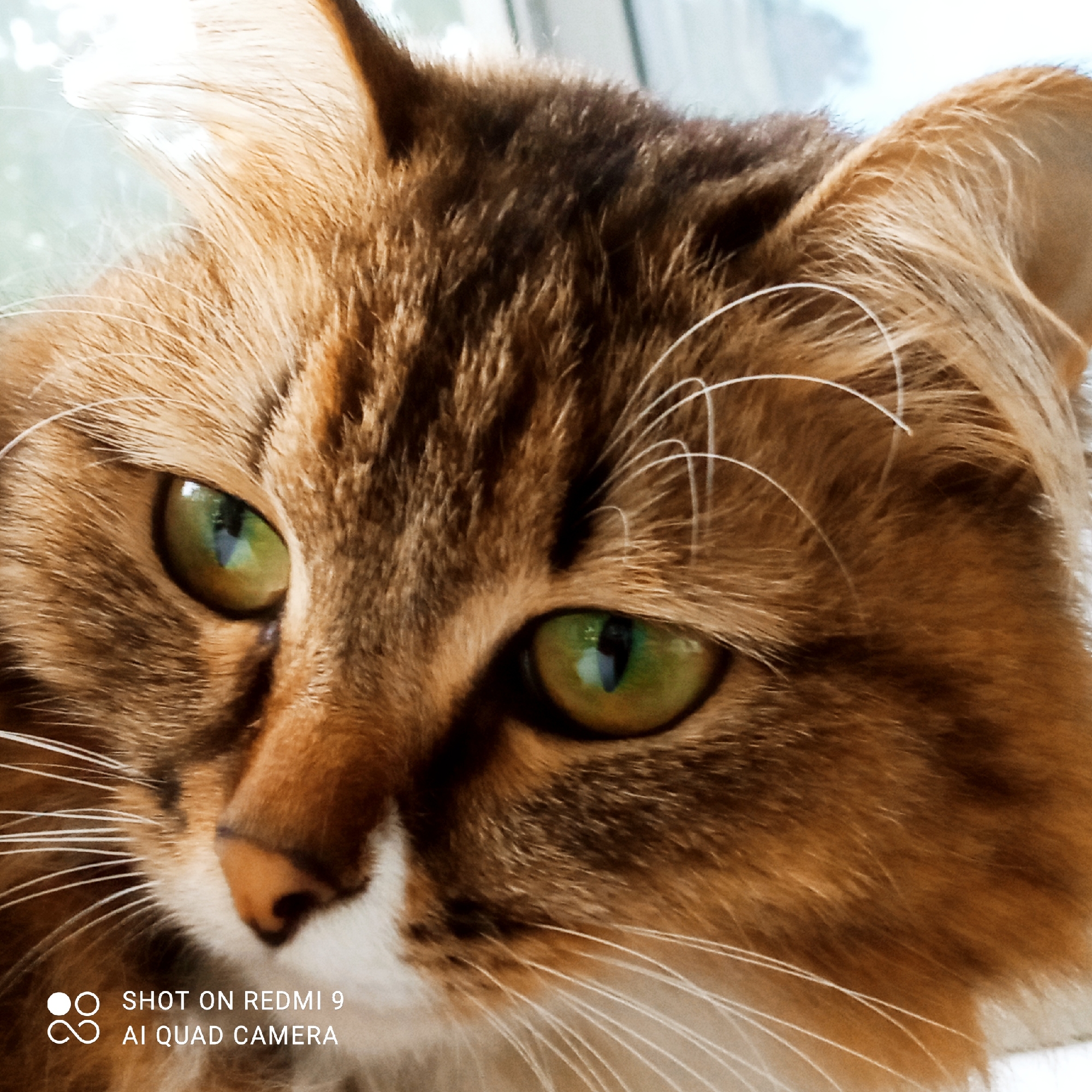 This is a close-up, eye-level, portrait photograph of a cat. The cat has green eyes and brown and orange tabby fur with white markings on its chin and chest. It is facing slightly to the left, with its head filling most of the frame. The background is out of focus and appears to be a window with natural light. The bottom of the image contains a watermark that reads "SHOT ON REDMI 9 AI QUAD CAMERA". There is no indication that this image is located in the city of Chaikovsky, Russia.