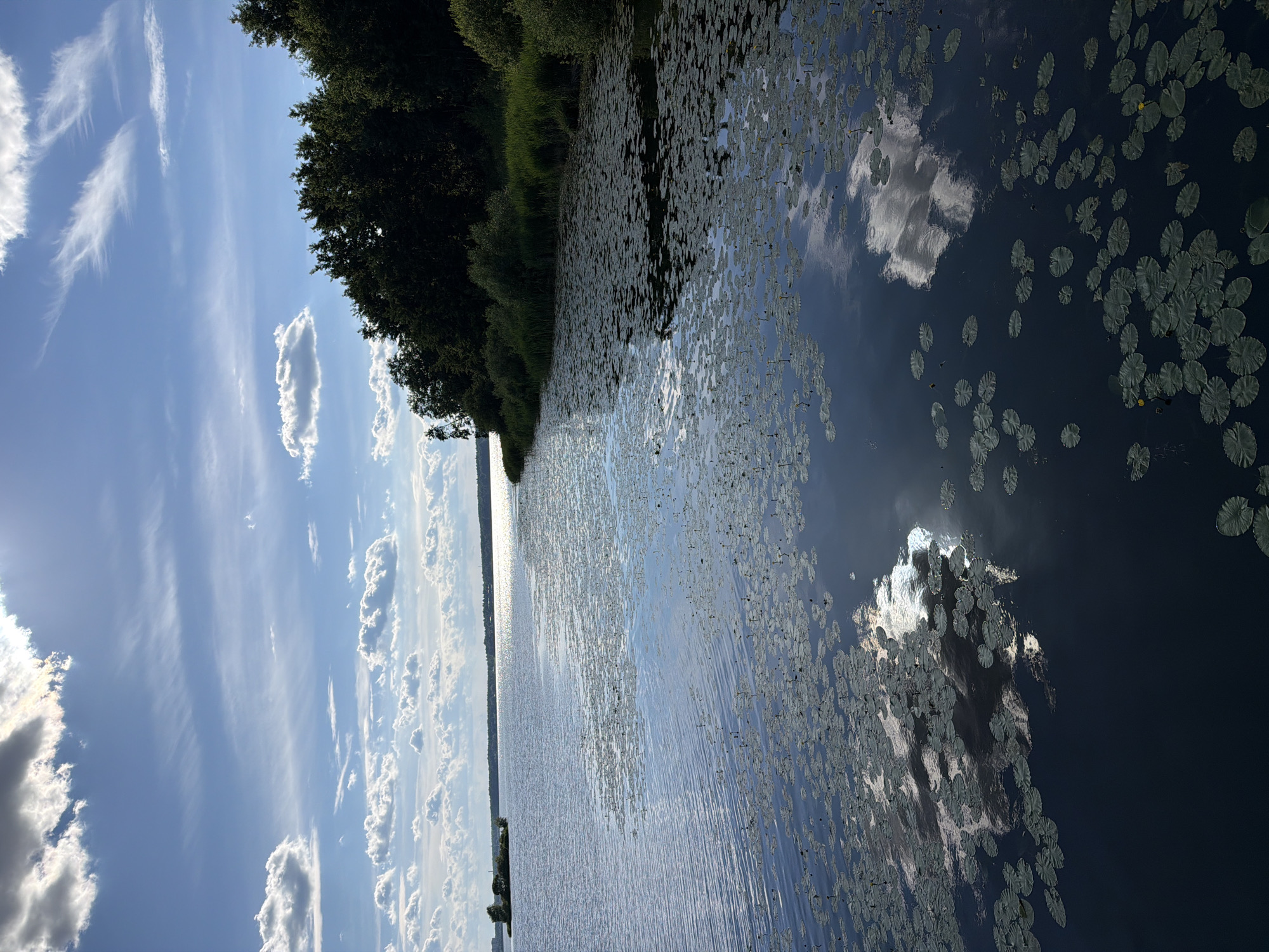 The image shows a wide view of a lake with lily pads on the surface. A dense line of dark green trees forms the shoreline on the right side of the frame, with patches of green grass and smaller bushes visible along the water's edge. In the distance, across the shimmering water, there is a faint hint of a city skyline on the left horizon. The sky above is a bright blue, dotted with scattered white and gray clouds, with the sun's glare reflecting off the water in the distance. The reflection of the clouds is visible on the surface of the lake, adding to the serene atmosphere. The image does not contain any people or discernible actions. This scene is likely from a natural area bordering a body of water, possibly Lake Senezh in Solnechnogorsk, Russia, given the presence of a lake and distant cityscape.