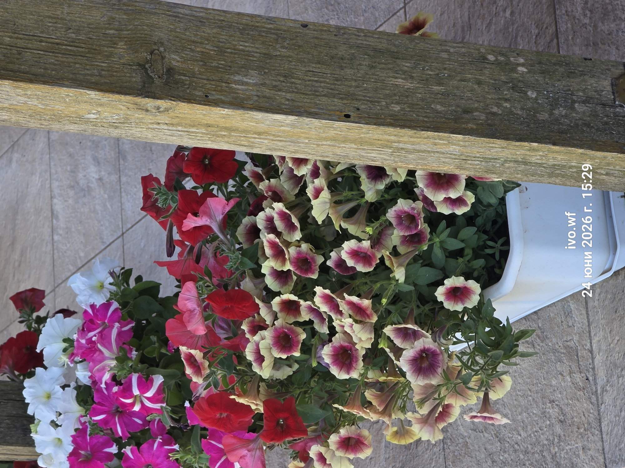 This is a close-up, top-down shot of a planter filled with a vibrant assortment of petunias. The flowers are in various stages of bloom and display a rich spectrum of colors, including deep reds, bright fuchsias with white stripes, pure whites, and a striking variety with pale yellow petals edged in deep burgundy and a contrasting dark purple throat. They spill out of a white planter box, partially obscured by a weathered, rough-hewn wooden beam that runs diagonally across the upper portion of the frame. The beam has a visible knot and appears aged, adding a rustic element to the scene. The flowers are set against a neutral, tiled surface, likely a patio or walkway, which is in soft focus. Green foliage intermingles with the blossoms, adding depth and texture.
Visible on the right side of the image, running vertically, is text that appears to be a watermark or timestamp. It reads: "ivo.wf 24 юни 2026 г. 15:29". The date "24 юни 2026" translates to "June 24, 2026," and "15:29" indicates the time, suggesting it's mid-afternoon. The location context of Chal, Bulgaria, is provided separately, hinting at the origin of the image. The overall impression is one of a bright, sunny day, highlighting the beauty of the blooming flowers in a garden or outdoor setting. There are no people visible in the image.