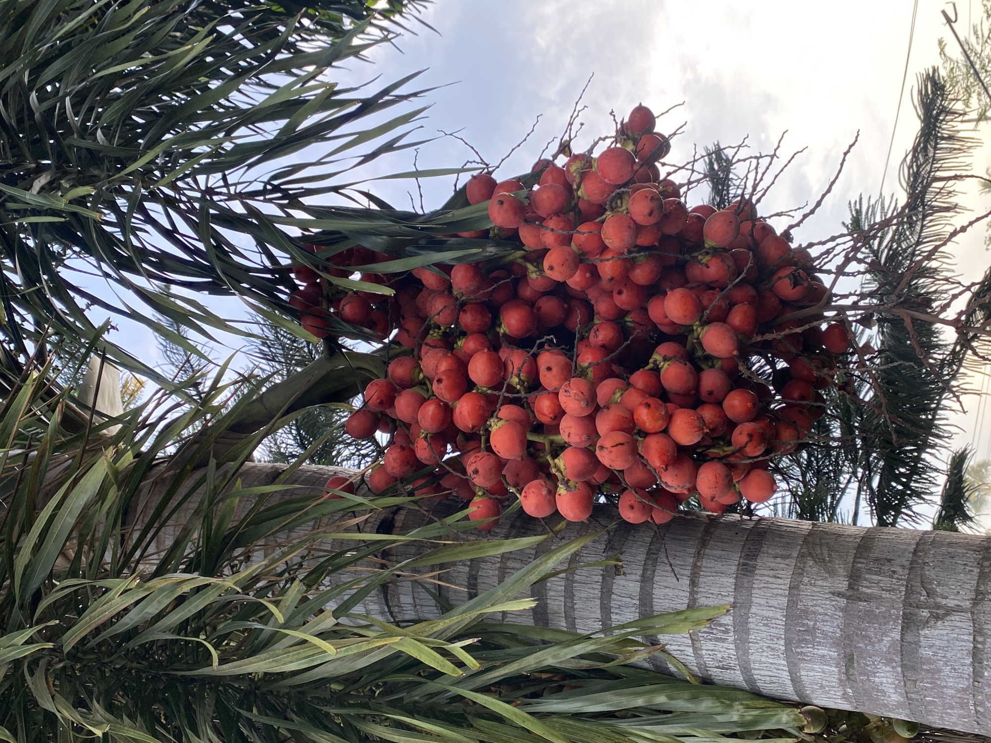 The image shows a cluster of red fruits hanging from a palm tree trunk. The tree has green fronds. The sky is partially visible in the background. The location is Davao City, Philippines.