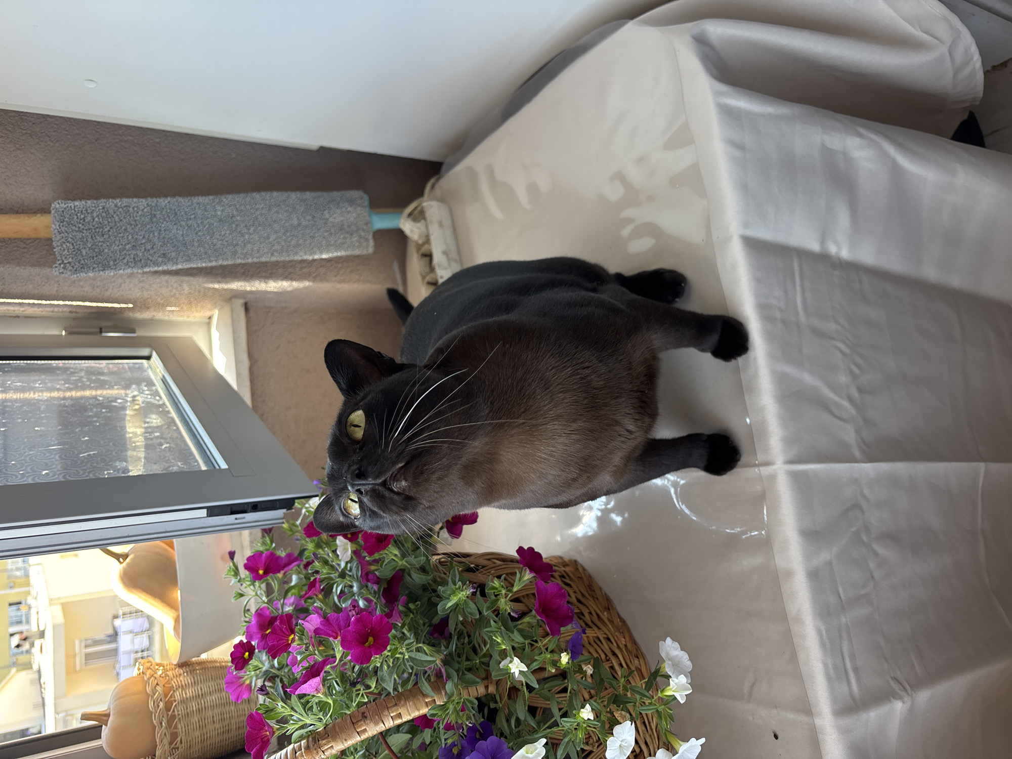 A medium-shot depicts a brown-and-black cat lying on a shiny, tan-colored surface, with its head near a basket of purple and white petunias. A cleaning duster rests on a windowsill in the background. Outside the window, a building with a yellow exterior is visible. The setting is Budva, Montenegro.