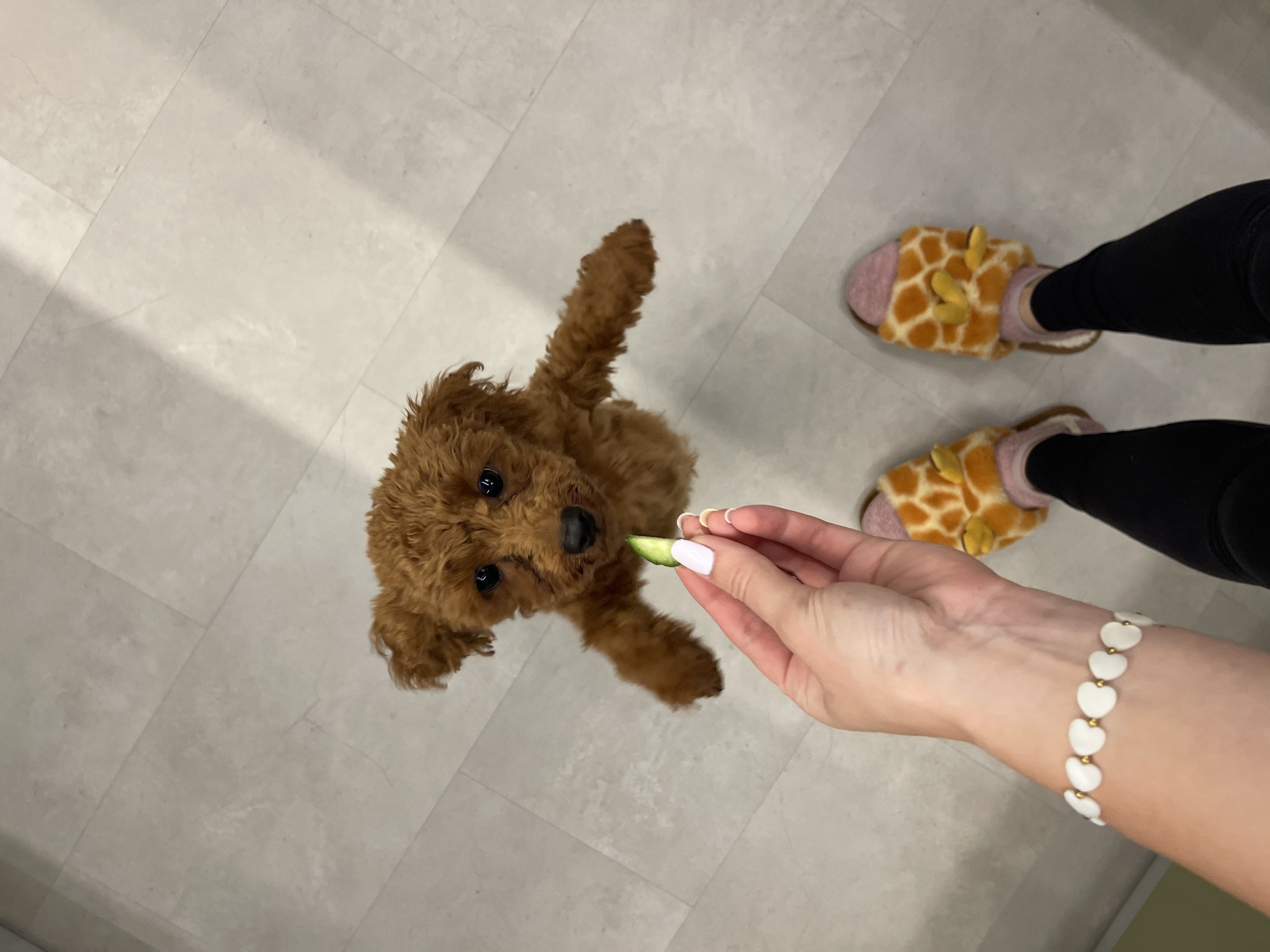 A medium, overhead shot shows a light brown poodle looking up at a slice of green vegetable being offered by a human hand. The hand is fair-skinned and wears a white and gold bracelet with heart-shaped beads. The person wearing the bracelet is wearing black leggings and fuzzy slippers with a giraffe print. The scene is set on a tile floor. There is no information in the image to indicate this is set in the city of Sofia, Bulgaria.
