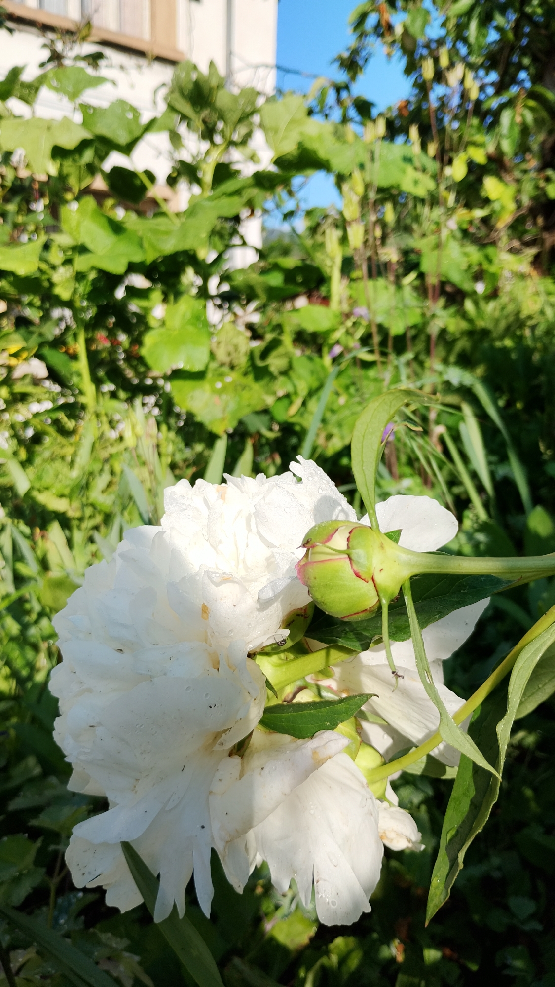 The image shows a close-up of a white peony flower and its bud in a garden setting. The flower petals are delicate and slightly translucent, with visible water droplets on their surface, suggesting recent rain or watering. The bud, partially unfurled, displays hints of pink at its edges. The background is a blur of lush green foliage, with hints of a building and a blue sky visible at the top. The scene is brightly lit, indicating it was taken outdoors during the daytime. The overall impression is one of natural beauty and tranquility, with the focus firmly on the detail of the peony. This image is likely from a garden in Smolyan, Bulgaria, given the prompt.