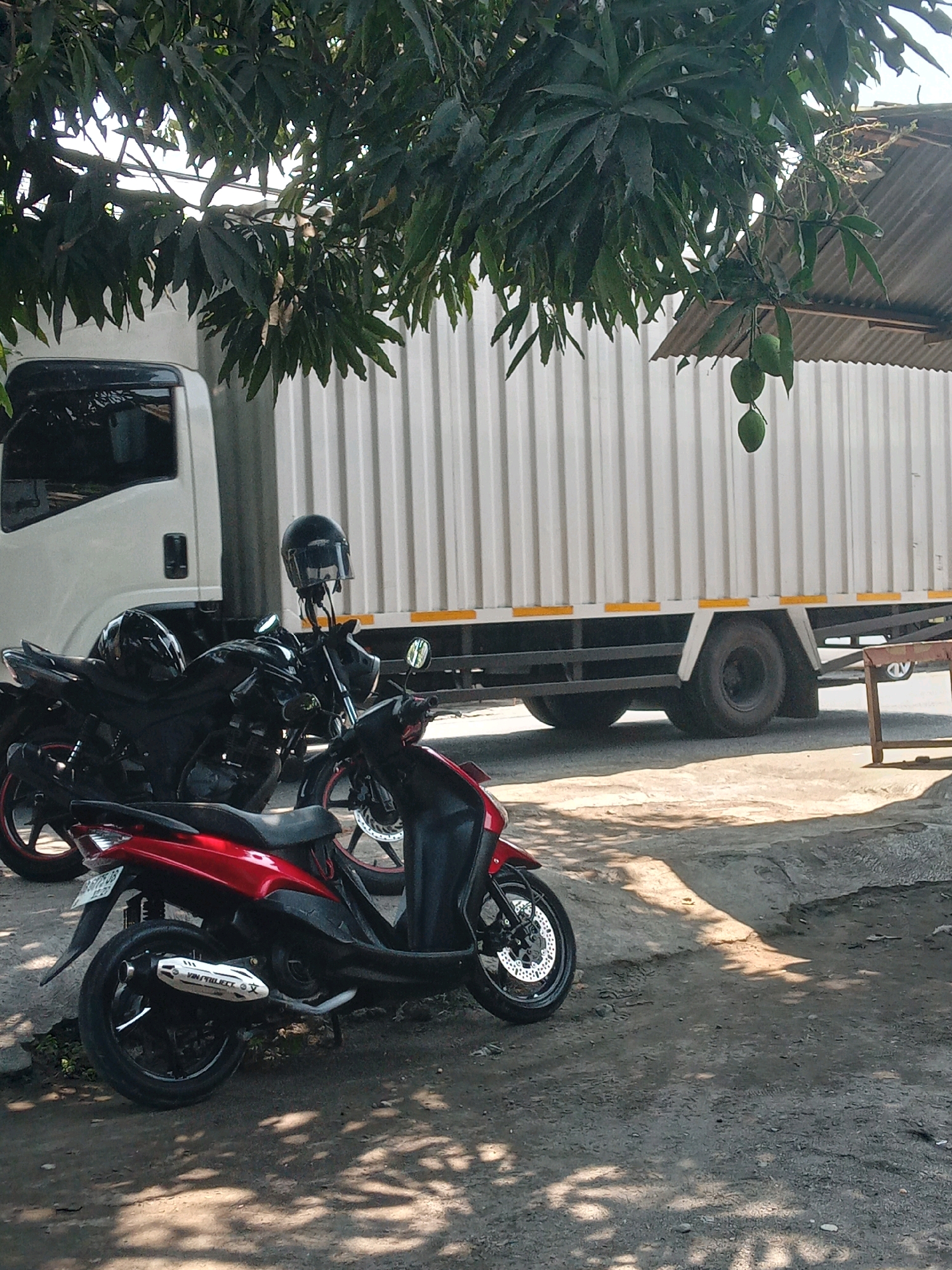 In Banguntapan, Indonesia, a scene unfolds under a canopy of lush green mango tree leaves, dappled with sunlight and shadow. A large white truck with a corrugated metal body and yellow reflective stripes on its side is parked. In front of the truck, two motorcycles are parked on a paved surface, one black and one red. The black motorcycle has two helmets on its handlebars, one black and one black with a clear visor. The red motorcycle, positioned in the foreground, has a white and black exhaust pipe with Japanese writing on it. A small wooden table or stand is visible to the right of the truck. The ground is a mixture of dirt and asphalt, with scattered leaves and small plants.