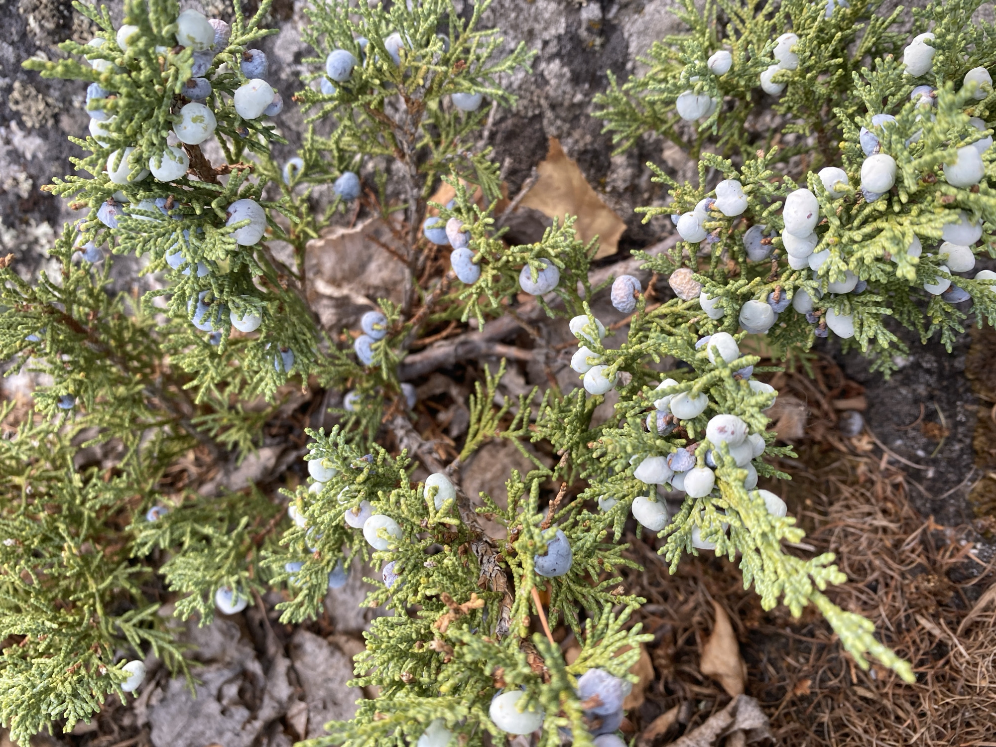 The image shows a close-up view of a juniper bush with numerous blue-grey berries and green, scale-like foliage. The bush is growing outdoors, with a background of dry leaves, brown soil, and grey rocks. There are no people or animals visible in the image. The lighting suggests it may be daytime, possibly overcast, as there are no strong shadows. The location is stated to be in the city of Şyñğystai, Kazakhstan.