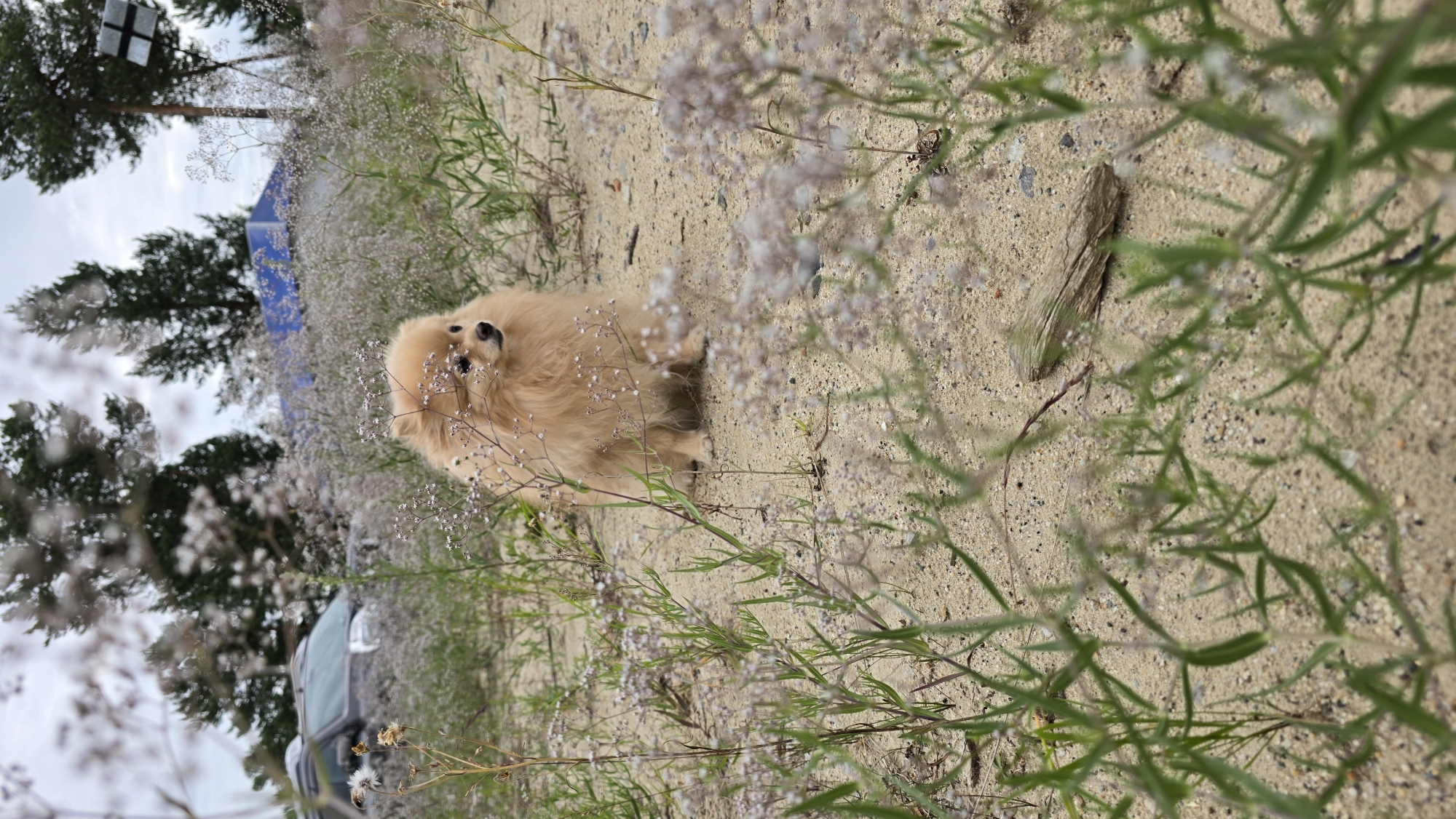A tan Pomeranian dog sits in the sand surrounded by small white flowers and green plants. In the background, out of focus, are trees, a dark-colored SUV, and a blue structure with what appears to be a solar panel mounted on a pole to the right. The sky is overcast. The scene is likely outdoors in a natural or semi-natural area, possibly on the outskirts of a settlement. The location is identified as Verkhnekazymsky, Russia.