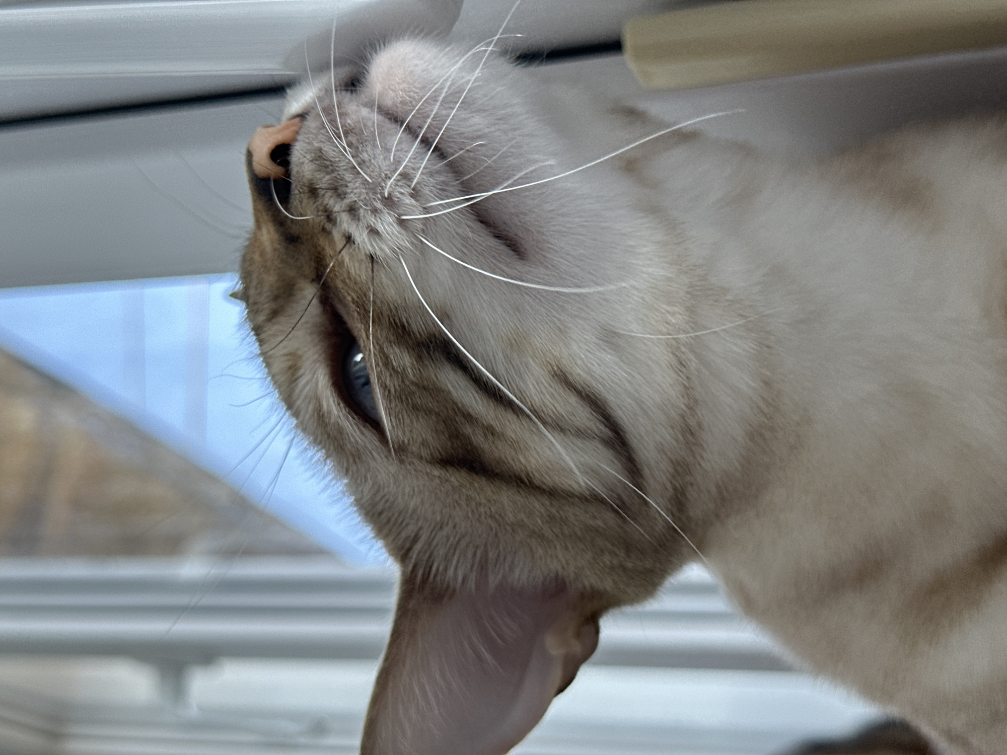 A close-up, low-angle shot focuses on the head and upper body of a light-colored cat with distinctive tabby markings on its face and ears. The cat's blue eyes are partially closed, and its nose is dark. Long, white whiskers extend from its muzzle. The cat is positioned near a window with vertical blinds and a blue sky visible through the glass. The background is blurred, suggesting an indoor environment. The scene appears to be in a residential setting.