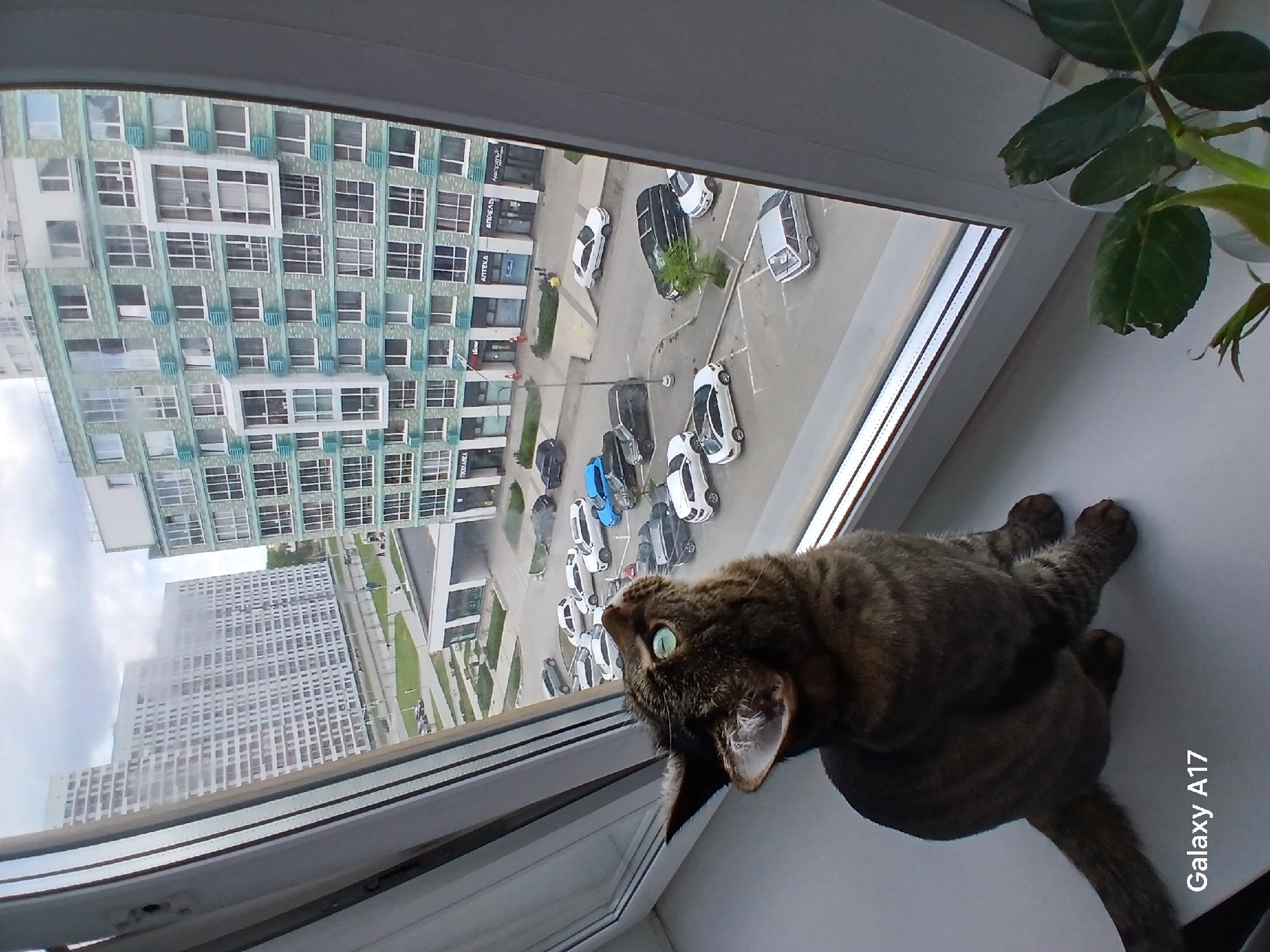 A cat is sitting on a windowsill, looking out the window. Outside the window is a view of a city, with high-rise buildings and cars parked in a parking lot. The building on the left with the columns is located at ulitsa Tolmachova, 21 in Yekaterinburg, Russia.