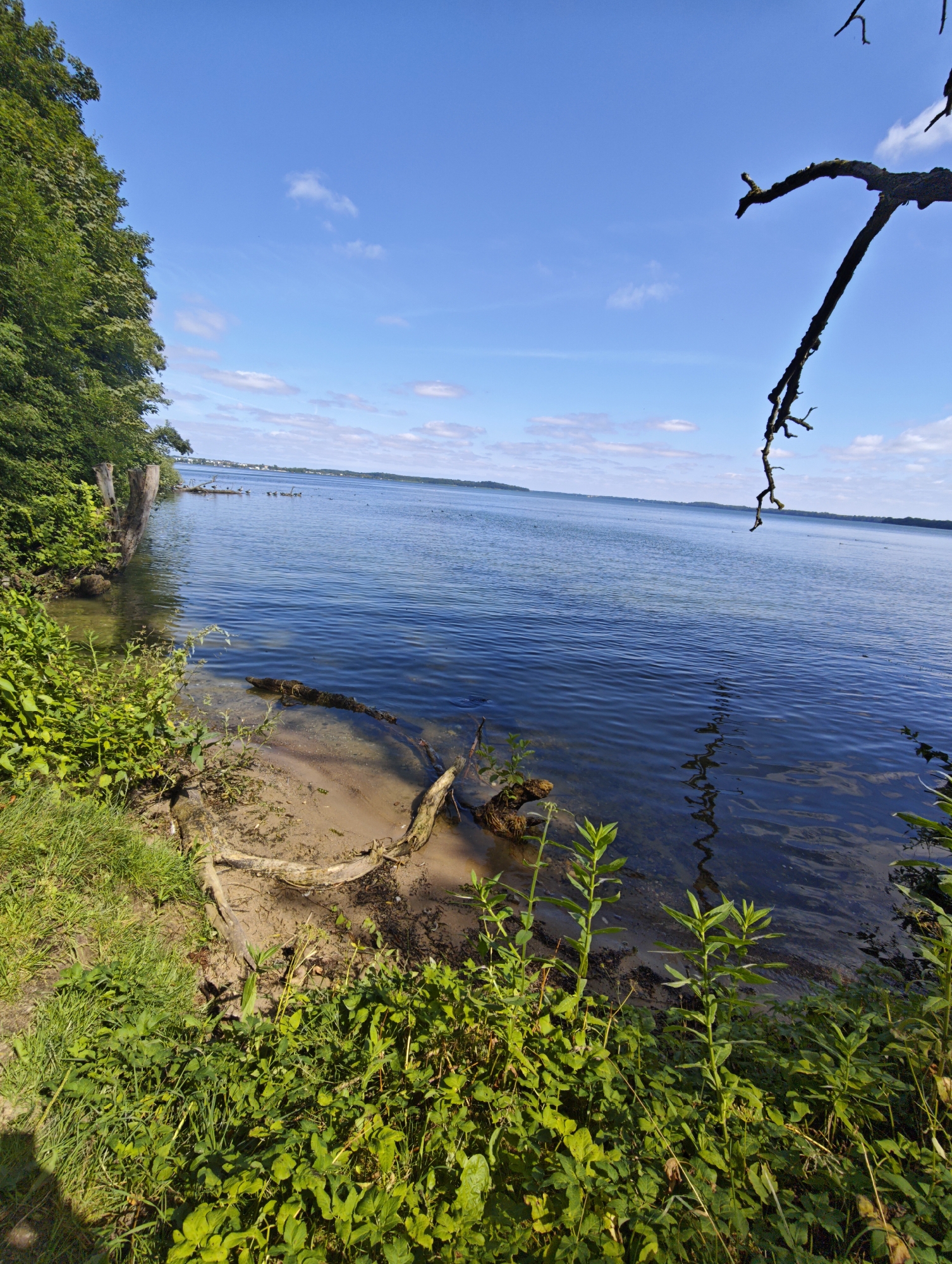 This is a vertical, eye-level, full-shot photograph taken on a sunny day at the Schweriner See, a large lake in Schwerin, Germany. The foreground features lush green vegetation and grass along the sandy shore, with exposed tree roots and a submerged log in the shallow, clear water. To the left, a dense cluster of trees with dark, rough trunks rises from the bank. The middle ground is dominated by the calm, blue water of the lake, reflecting the sky and distant shoreline. Several birds, likely ducks or geese, are visible on the water in the mid-distance. The background shows a hazy, distant shoreline with some buildings and a bridge, under a bright blue sky with scattered white clouds. A dark, gnarled tree branch hangs from the upper right corner of the frame, extending over the water. The scene depicts a natural, serene lakeside environment.