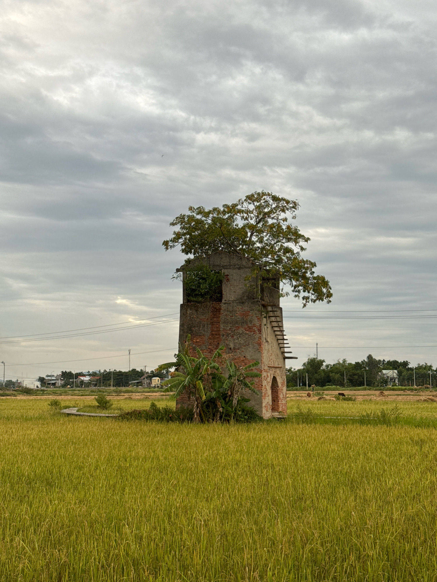 An abandoned brick structure with a tree growing from its top stands in a golden rice field under an overcast sky. The structure has an unfinished concrete top, a dilapidated brick exterior, and a wooden ladder leading up one side. Banana plants grow at the base of the structure. In the background, a village with houses and trees is visible, along with power lines. Several cattle are grazing in the rice field in the distance. The scene is likely in a rural area near Da Nang, Vietnam, given the landscape.
