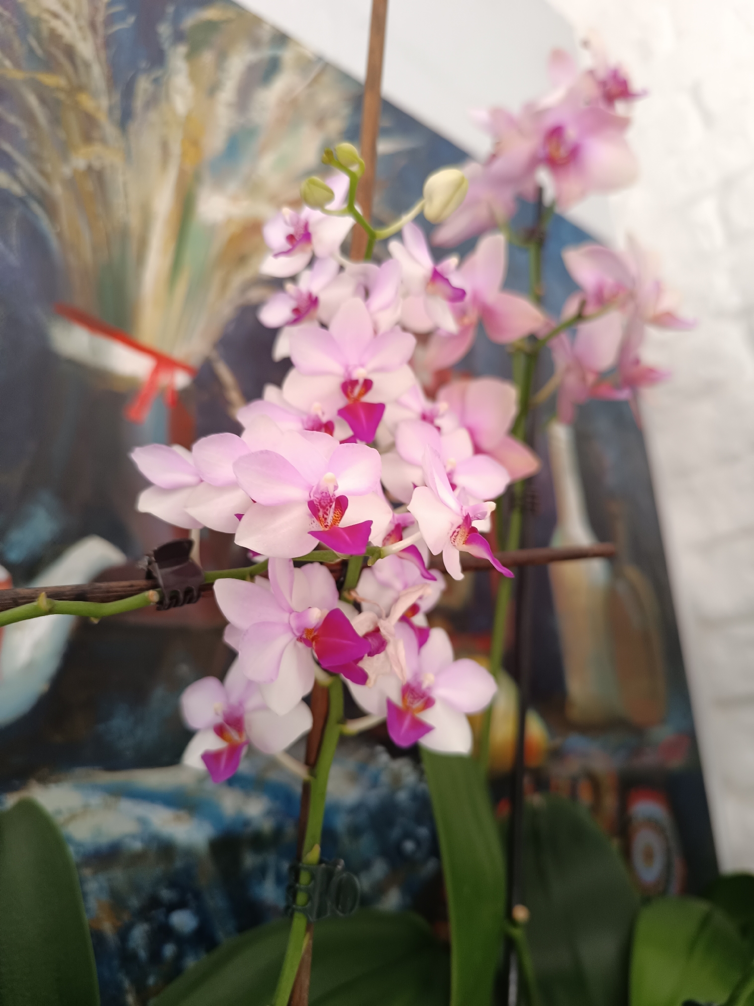 A close-up, eye-level shot features a cluster of light pink and white orchids with bright pink centers, blooming on a stem supported by a wooden stake clipped with a dark plastic fastener. The orchids are in focus in the foreground, with soft pink petals and vibrant fuchsia accents. Behind the flowers, a blurred background depicts a textured painting with muted tones of blue, yellow, and brown, and a glimpse of a white brick wall. The setting appears to be indoors, possibly in a home or studio, given the presence of artwork and indoor plants. No people are visible in the image.