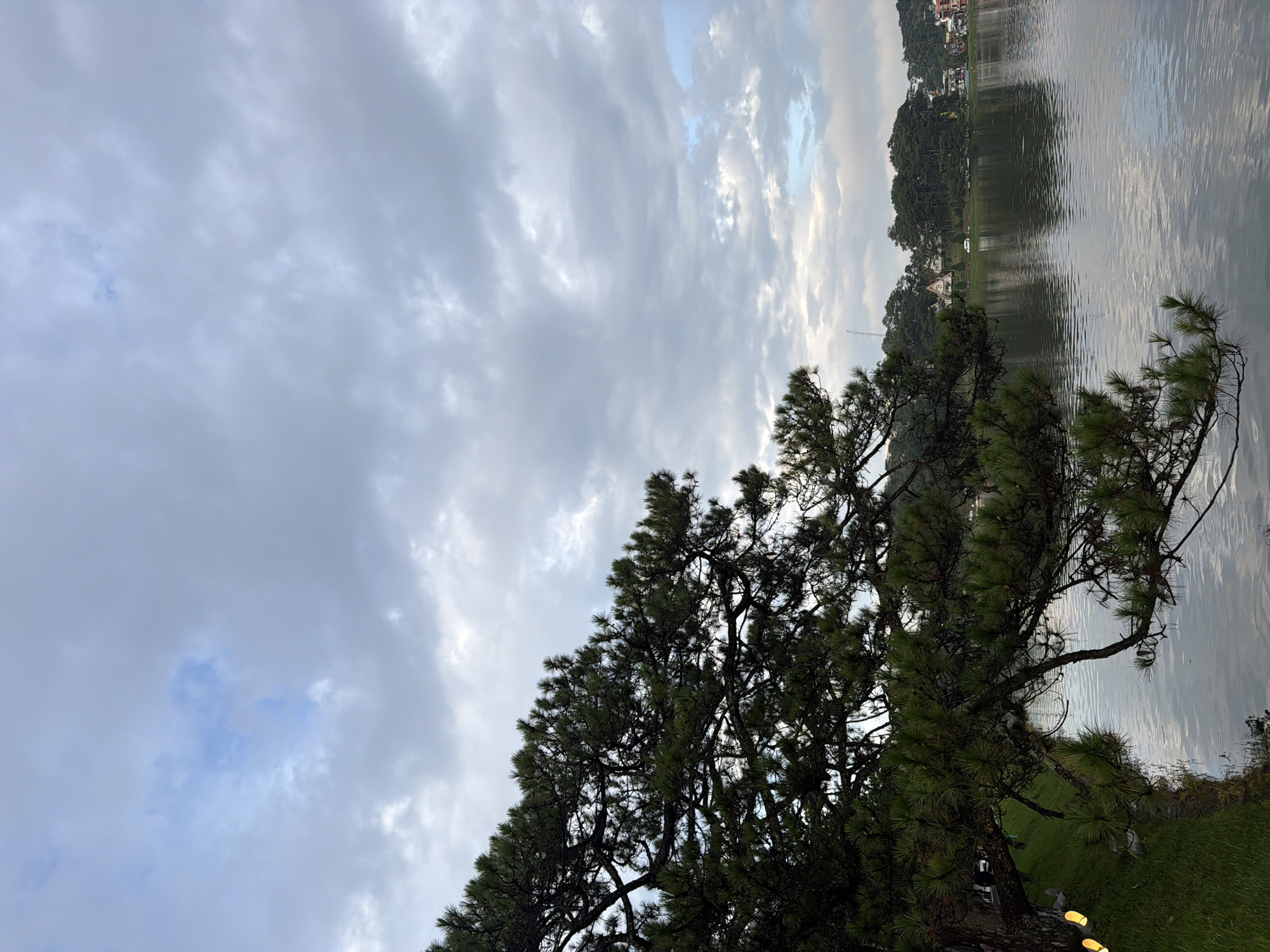 The image depicts a tranquil lake scene in Phường Xuân Hương, Đà Lạt, Vietnam. A large pine tree branch with dark green needles extends from the left side of the frame, partially obscuring the view of the lake and the opposite shore. The lake's surface is calm, reflecting the overcast sky and the distant treeline. On the far bank, houses and buildings are visible amidst dense green trees. The sky is filled with a mix of gray and white clouds, with hints of blue sky peeking through. The foreground features a grassy bank with two small, yellow, spherical lights. The overall atmosphere is peaceful and serene, suggesting an early evening or a cloudy day. There are no people clearly visible in the image, and the scene is dominated by natural elements and a few architectural structures.