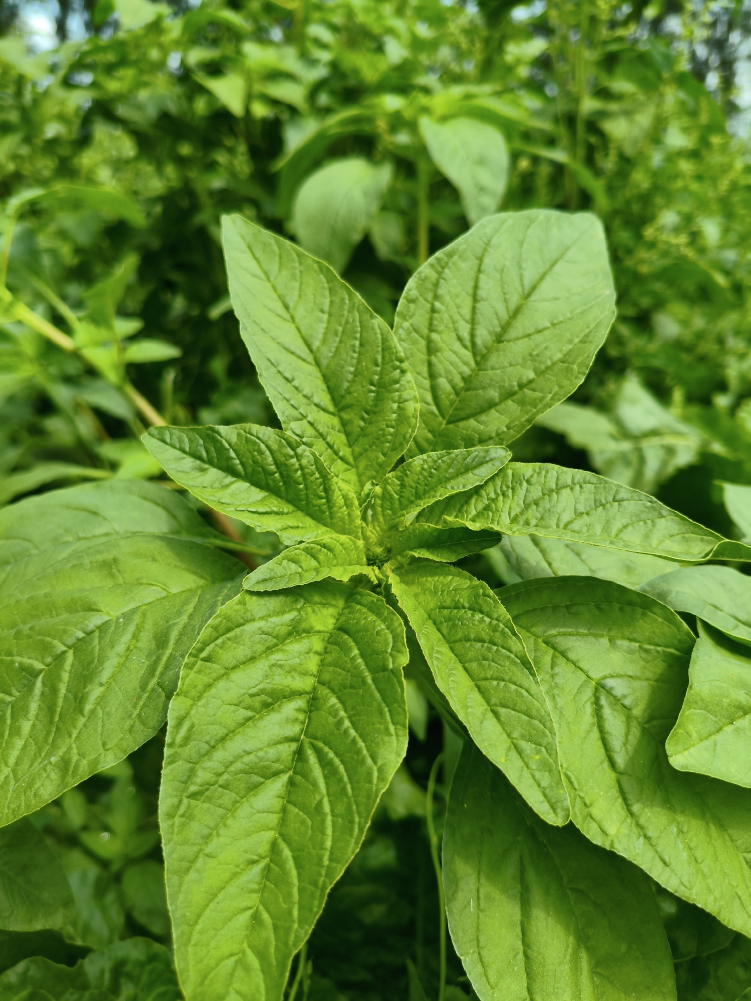 A close-up, vertical shot of vibrant green leaves. The leaves are broad with prominent veins and appear to be from a plant in the amaranth family, possibly spinach or a similar leafy green. The foreground focuses on the central cluster of leaves, with the upper leaves pointing upwards and outwards. The background consists of a blur of more green foliage, suggesting an outdoor setting in a garden or natural area. The lighting is natural and diffused, creating soft shadows and highlighting the texture of the leaves. There are no people or discernible man-made objects in the frame. The scene appears to be located in King's Lynn and West Norfolk, United Kingdom.