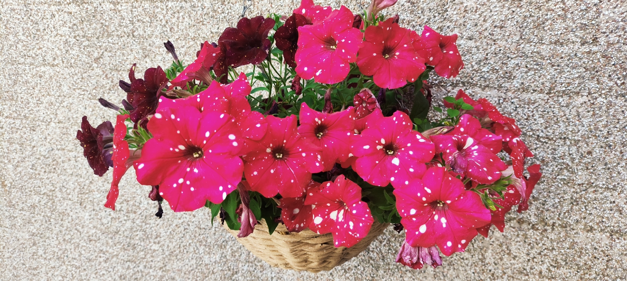 This is a close-up, overhead shot of a hanging basket filled with vibrant pink petunias that have white spots. There are also a few dark red or burgundy petunias interspersed among the pink ones. The flowers are the primary subject, with their velvety petals catching the light. The hanging basket itself is visible at the bottom of the frame, woven from natural-colored material, likely straw or wicker. The background is a textured wall, composed of small, light-colored pebbles or aggregate, which provides a neutral contrast to the bright flowers. The lighting suggests it could be daytime, perhaps overcast or diffused sunlight, as there are no harsh shadows. The scene appears to be outdoors, possibly in a garden or patio setting in Knowsley, United Kingdom, given the context. No people are visible, nor any text. The overall impression is one of natural beauty and a well-maintained garden.