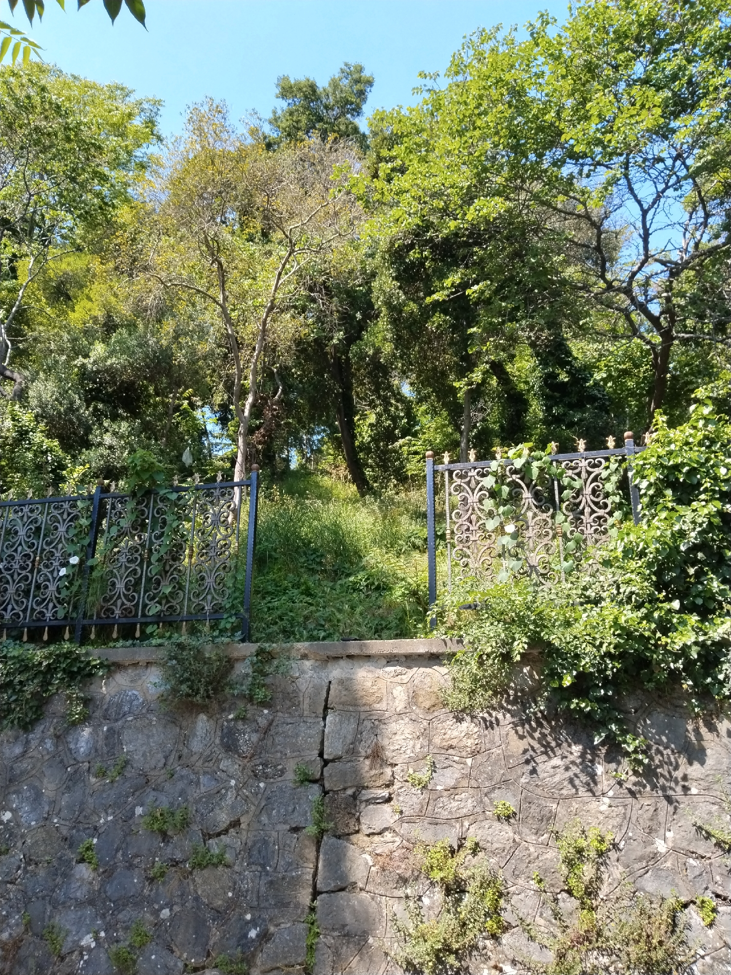 This vertical outdoor shot captures a vibrant, sunlit natural scene featuring dense vegetation and man-made structures. The upper two-thirds of the image are dominated by a lush canopy of green trees and various leafy plants, suggesting a rich natural environment or garden. The bright blue sky is visible in patches through the foliage, indicating clear weather and bright daylight.
In the midground, a dark, ornate wrought iron fence separates the foreground from the dense greenery behind it. The fence features intricate, swirling scrollwork patterns and is topped with small golden finials. Some leafy vines are seen growing through and over the fence, integrating it with the natural surroundings. Behind the fence, there's an upward sloping area covered with tall green grass and weeds, leading further into the trees.
The lower third of the image shows a sturdy retaining wall made of irregularly shaped, grayish-brown stones, some with visible mortar lines. There's a prominent vertical crack or seam running down the right side of the wall. Various small plants and patches of ivy cling to the stone wall, softening its appearance. Strong shadows are cast on the wall and ground, confirming the sunny conditions. No specific activity or people are depicted, and no text is visible in the frame. The scene conveys a tranquil, overgrown, and natural aesthetic, characteristic of a scenic area like Sarıyer, Turkey, during the daytime.