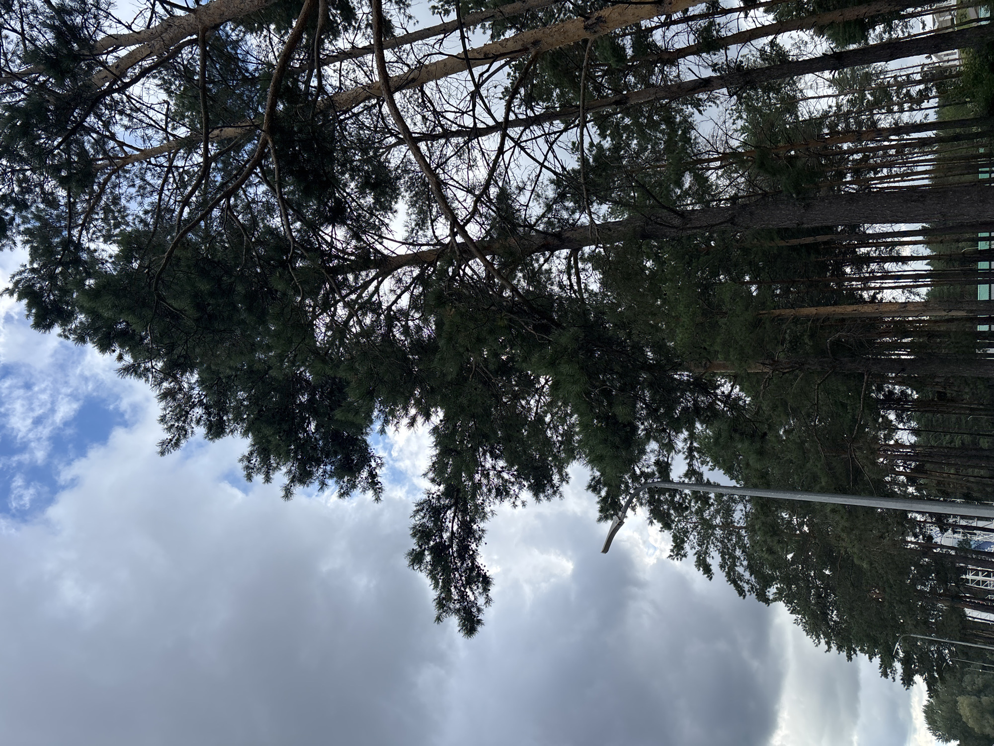 The image shows a view of tall pine trees against a cloudy sky. A modern streetlamp is visible in the foreground on the left side of the image. In the background, a building with a large blue and white graphic is partially obscured by the trees. The location is identified as Naberezhnye Chelny, Russia. The scene appears to be a park or a wooded area within the city, likely near a public space given the presence of the streetlamp and the building. There are no people or visible actions occurring in the image. The overall atmosphere is overcast and somewhat dramatic due to the heavy clouds.