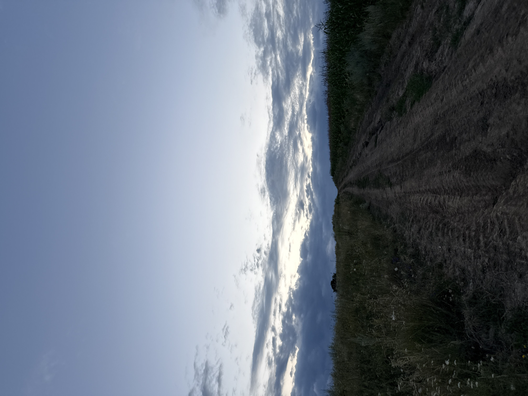 The image depicts a dirt road curving uphill through a grassy field on the left and a field of tall green crops, possibly corn, on the right. The sky above is a gradient of pale blue, transitioning to a lighter hue near the horizon where dramatic, dark grey and white clouds are gathered. The lighting suggests it is either dawn or dusk. In the distance, a single dark tree stands on the crest of the hill. The road shows tire tracks from a vehicle. There are no people or animals visible in the scene.