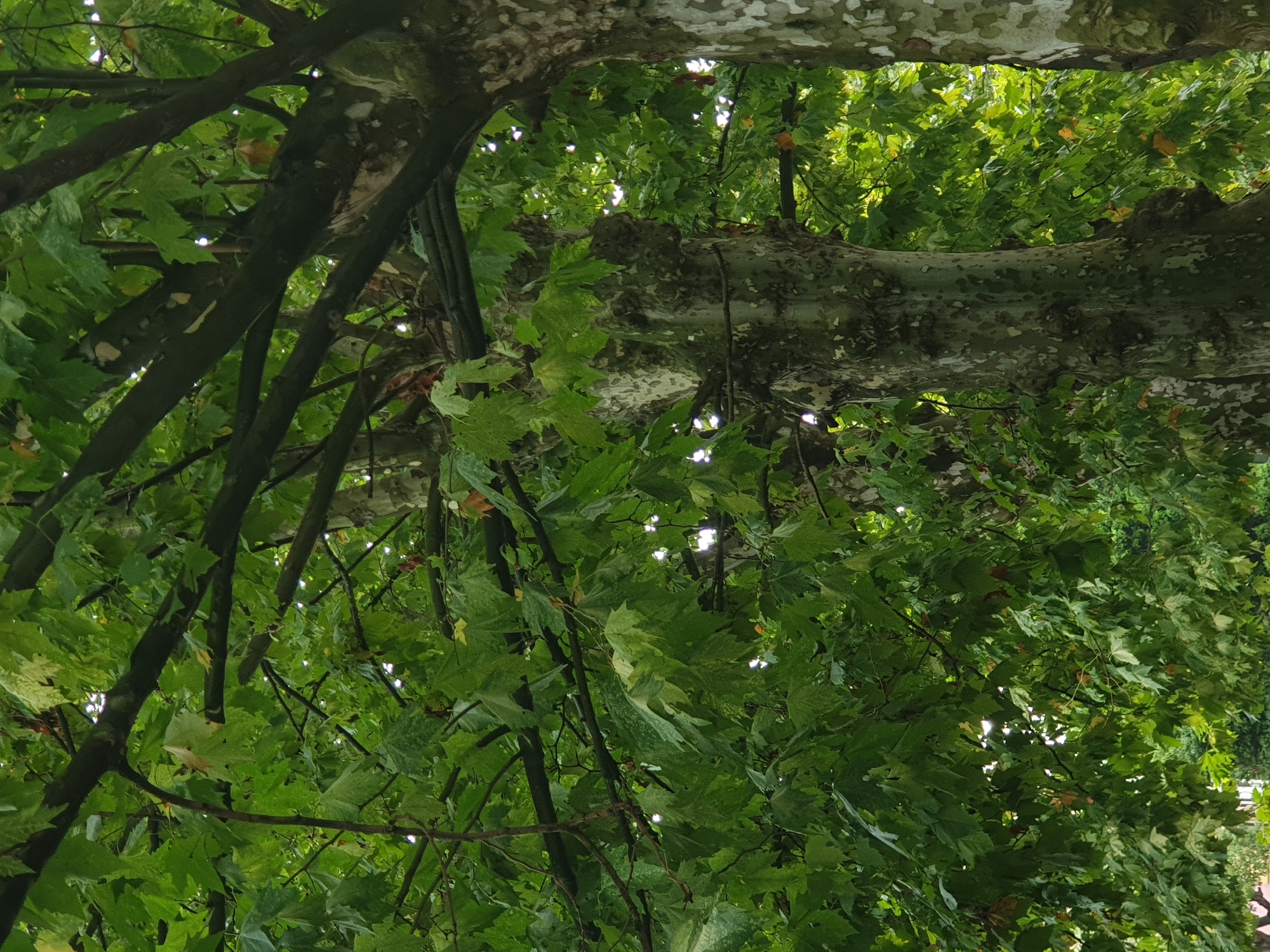 The image displays a close-up view of several large trees with lush green foliage, predominantly sycamores, suggesting a natural or park-like setting. The textured bark of the trees is visible, characterized by a mottled pattern of green, grey, and brown. The branches are intertwined, creating a dense canopy of leaves. Sunlight filters through the leaves, casting dappled light and creating highlights. Some leaves show slight browning or imperfections, indicative of natural wear. The background is a blur of green, further emphasizing the trees and leaves. The overall impression is one of abundant greenery and mature trees. The scene is likely a public park or a tree-lined street in the city of Batumi, Georgia, known for its verdant landscape and numerous trees, particularly along its boulevards and in its parks like the Batumi Botanical Garden or Europe Park.