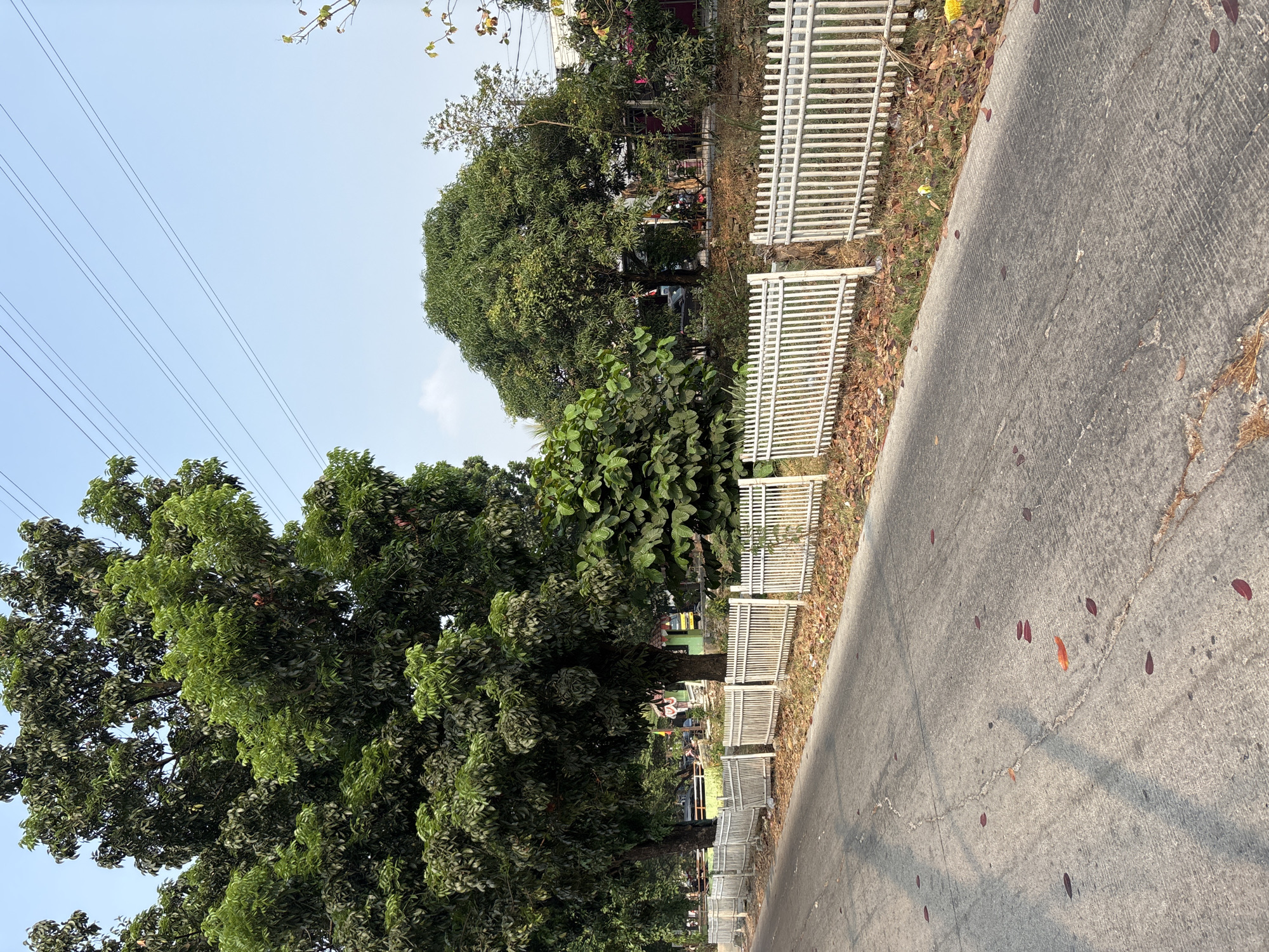 The image depicts a roadside scene in Bekasi, Indonesia. A gray asphalt road with visible cracks and scattered fallen leaves runs diagonally across the foreground. Along the right side of the road, a low white picket fence borders a strip of dry grass and fallen foliage. Behind the fence, several large trees with dense green foliage dominate the midground. In the background, more trees and some structures are visible, including a building with a red roof and what appears to be a yellow truck. Overhead, several power lines stretch across a clear blue sky. The scene suggests a dry, possibly late afternoon, environment. There are no people visible in the image.