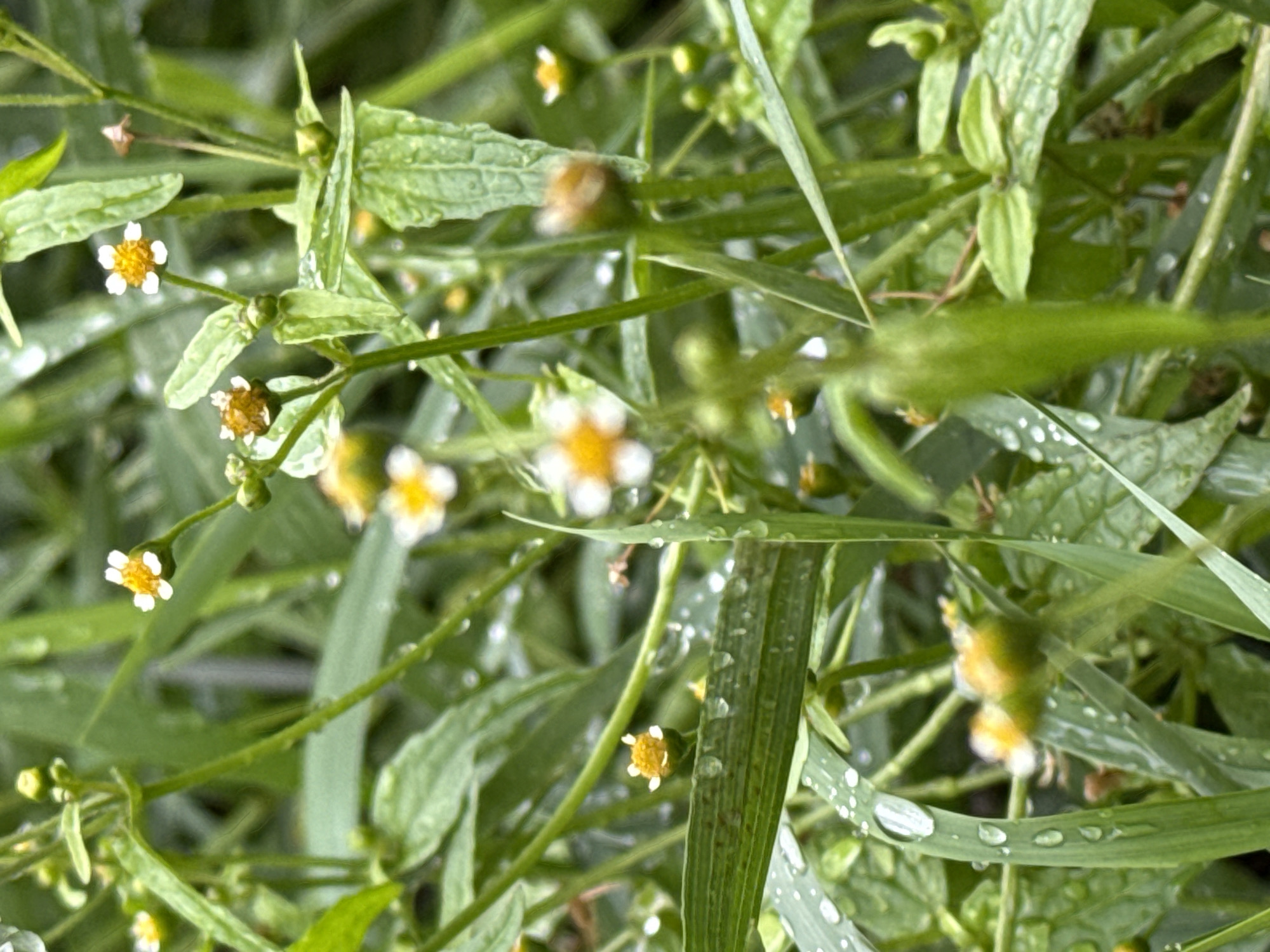 This is a close-up, ground-level photograph of a patch of wild grass and small white flowers with yellow centers, likely taken in the city of Chaikovsky, Russia. The vegetation is lush and green, with many blades of grass and leaves covered in water droplets, suggesting recent rain or dew. Several of the small flowers are visible, some in focus and some blurred due to the shallow depth of field. The background is a soft blur of more green foliage. There are no people or animals present in the image. The overall impression is one of natural beauty in a damp, outdoor environment.