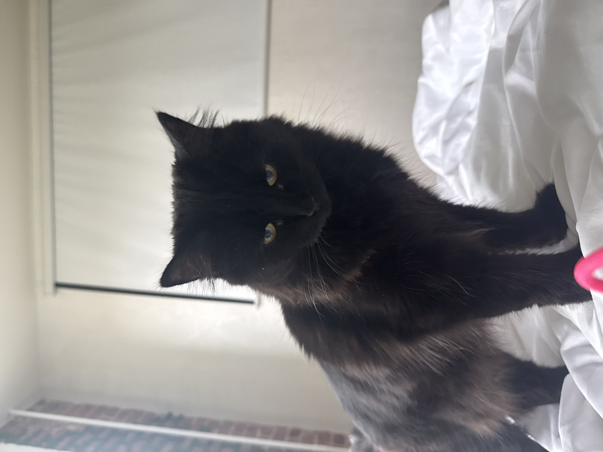 A medium-length shot depicts a black cat with yellow eyes. It's oriented sideways on what appears to be a white bedsheet. The background shows a neutral-colored wall, with a dark line indicating a window or picture frame. There's also a hint of a brick-like pattern at the bottom of the image. No people are visible. There is no indication of the city of Rostov-on-Don, Russia.