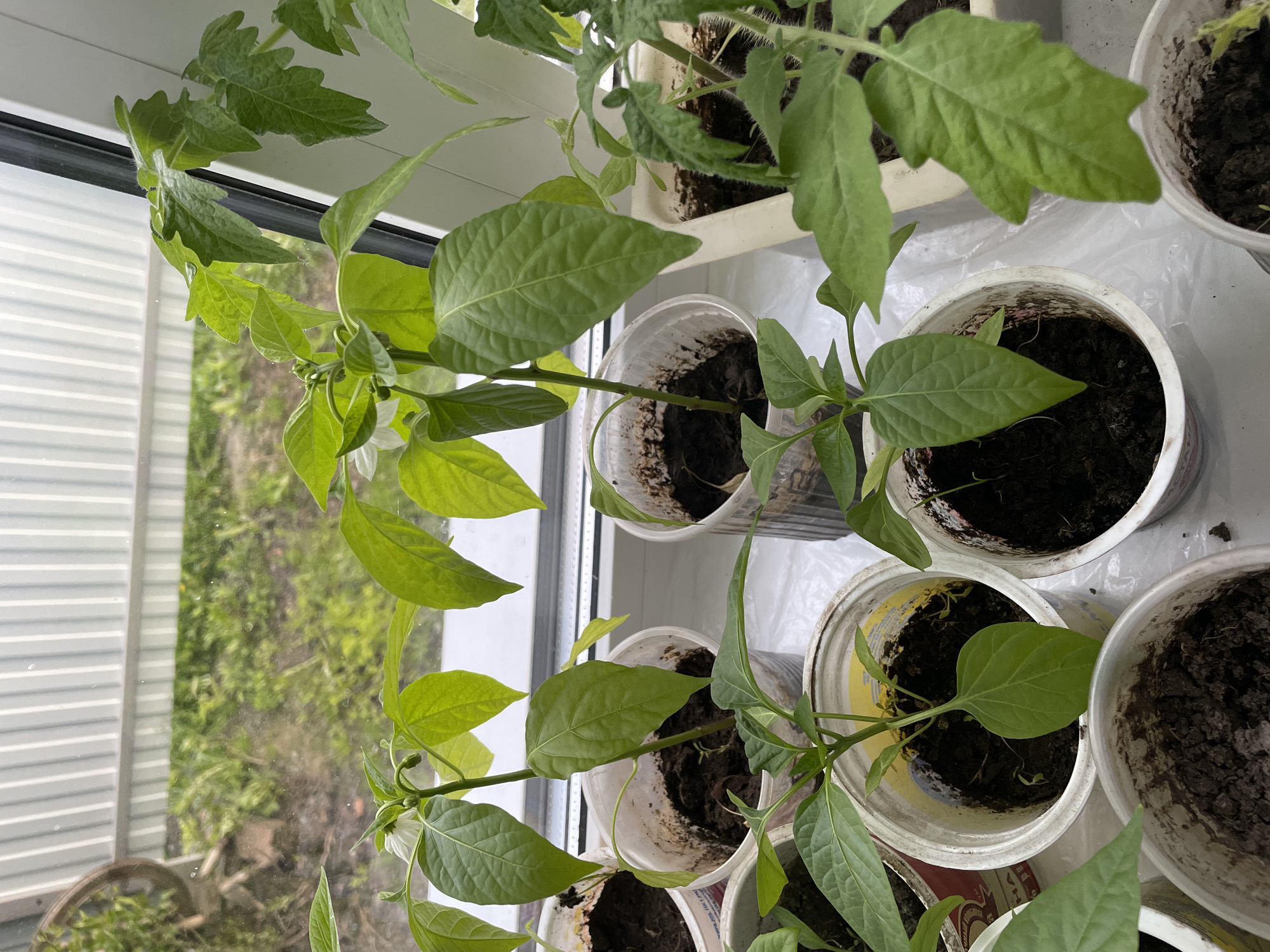 The image shows several potted plants arranged on a windowsill. The plants appear to be seedlings, with a mix of what looks like tomato and pepper plants based on leaf shape. The pots are a mix of plastic cups and containers. Dark soil is visible in each pot. Outside the window, the indistinct scenery suggests an outdoor environment with trees and foliage. The presence of white blinds indicates an interior setting, likely a residential or commercial building. The image was taken in Talmenka, Russia.