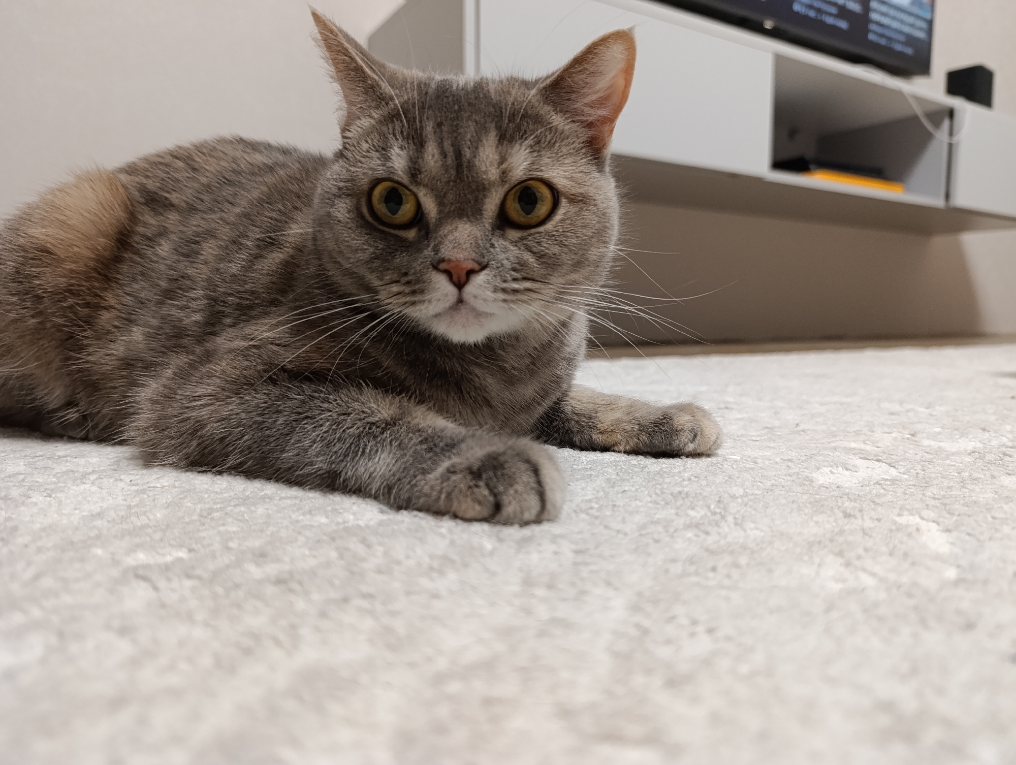 A gray tabby cat with yellow eyes is lying on a light-colored carpet. The cat is facing the camera with its paws extended. Behind the cat is a white wall-mounted television stand with a television on top. The location is Chaikovsky, Russia.
