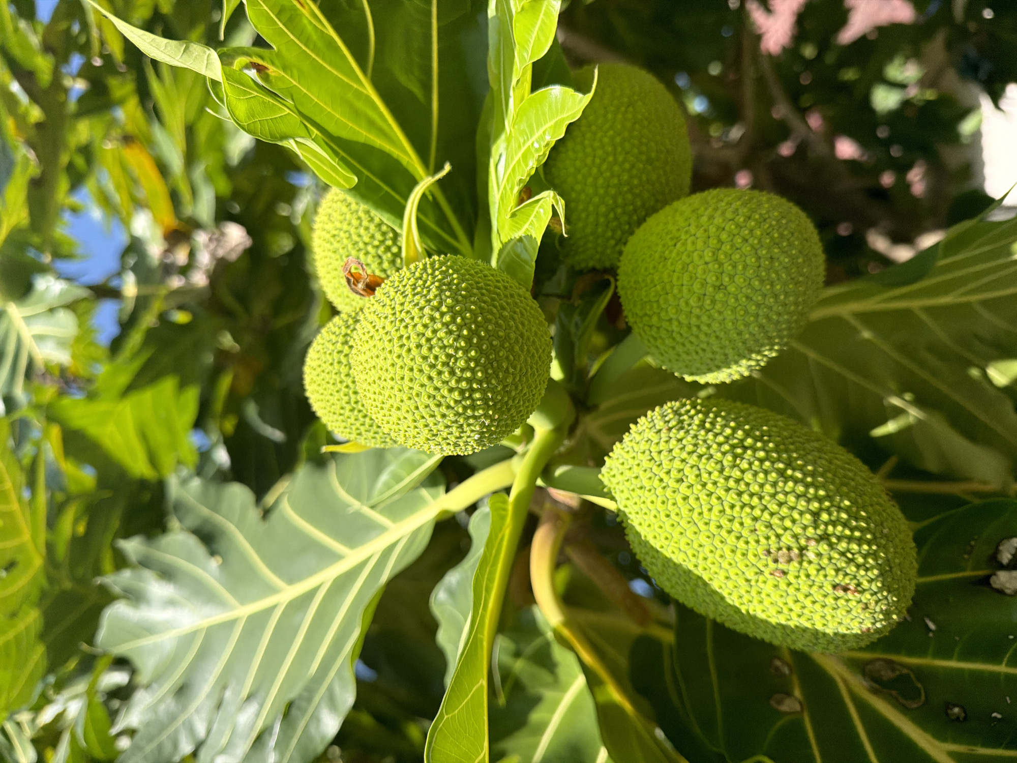 A cluster of young, green breadfruits hangs from a tree amidst lush foliage. The breadfruits are spherical to ovoid in shape, with a bumpy, textured surface. Sunlight filters through the leaves, casting dappled shadows on the fruits and creating a vibrant, natural scene. The background consists of more green leaves and hints of blue sky, suggesting an outdoor setting. The specific location in Đông Ninh Hòa, Vietnam is not discernible from the visual information alone.