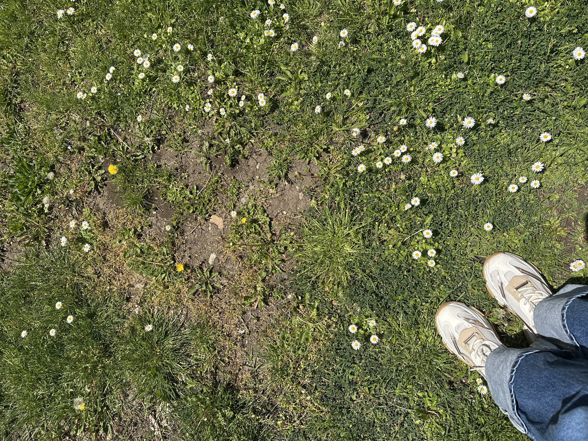 The image shows a patch of grass with numerous small white daisies in Sofia, Bulgaria. There is a patch of bare earth to the left. The bottom of the image contains a pair of white sneakers with blue jeans. The shoes appear to be standing on the grass.