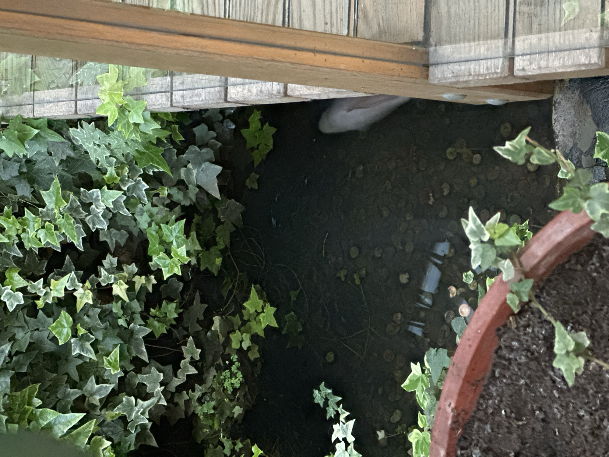 The image depicts a dark area with a collection of coins at the bottom, possibly a wishing well or pond. There is a white object partially visible at the top. The well is surrounded by greenery, including ivy, and a terracotta pot with plants is visible. The coins suggest a location where people make wishes, and the vegetation suggests it is located outdoors. While a specific location in Sofia, Bulgaria, cannot be determined with certainty from this image alone, it appears to be a garden or park setting, potentially in or near a tourist attraction, where wishing wells are common.