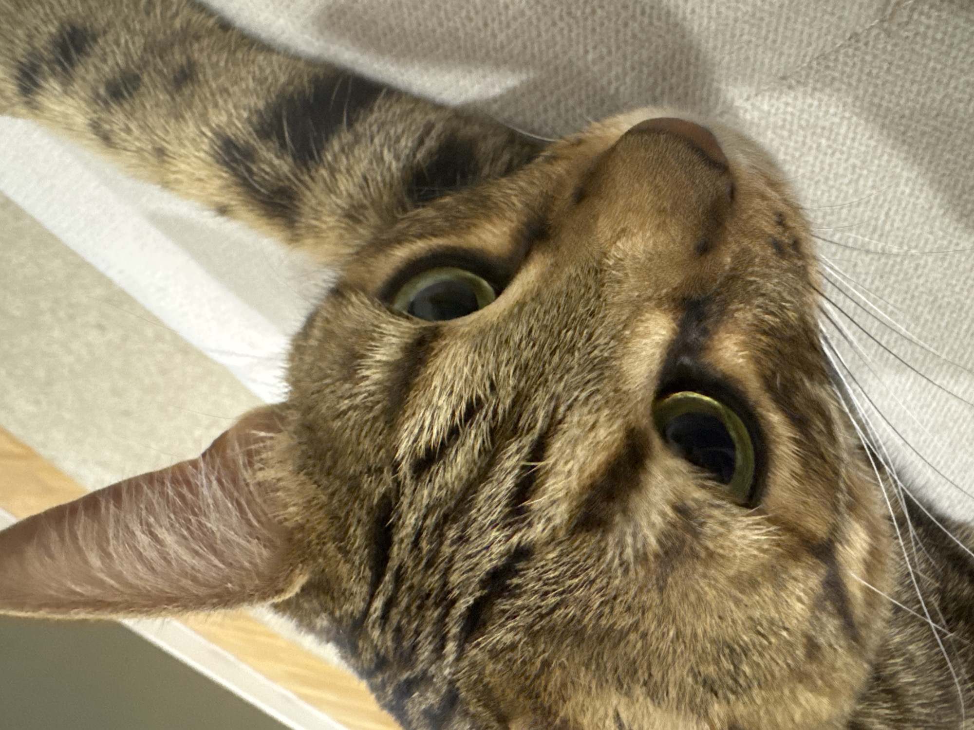 A close-up, angled photograph depicts a domestic cat, located in the city of Votkinsk, Russia. The animal's fur is predominantly tawny with distinct dark brown spots and stripes, consistent with a Bengal or similar tabby breed. Its eyes are green-gold with dark, circular pupils. White vibrissae extend from its muzzle. The cat's head is tilted, resting on a textured, light-beige fabric surface, likely upholstery. A portion of a spotted limb or tail extends diagonally into the upper right of the frame. The background consists of blurred vertical elements in light brown and beige tones, indicating an indoor setting.