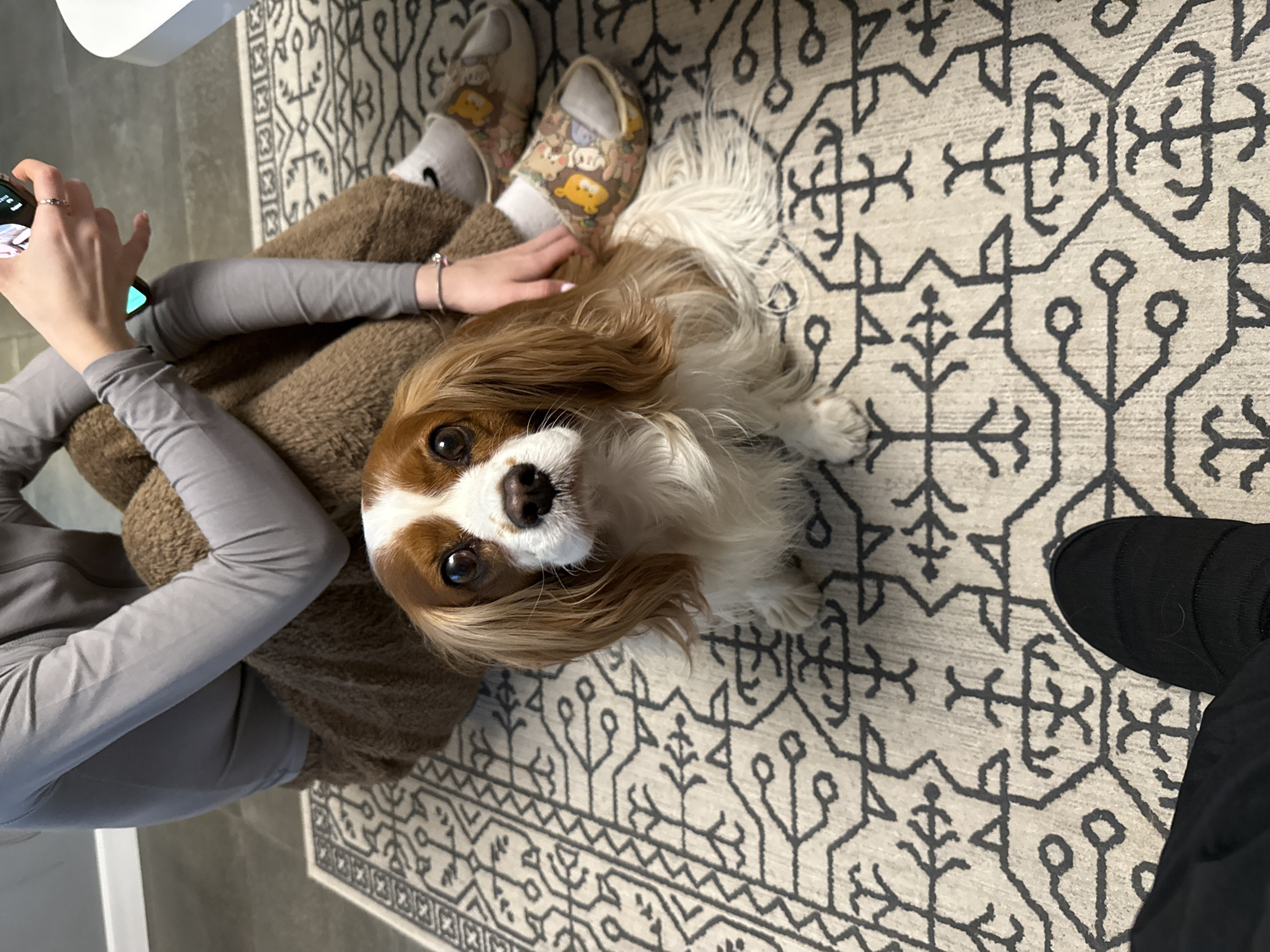 A high-angle shot shows a Cavalier King Charles Spaniel sitting on a patterned rug. A person wearing brown pants and cartoon-themed slippers sits with their legs crossed. The person is wearing a grey long-sleeved shirt and holding a phone in their left hand, while their right hand rests on the dog's back. Another person, dressed in black pants and shoes, stands near the dog. The rug features a geometric pattern in black and white. The scene could be set in a home in Sofia, Bulgaria, though there's no definitive visual evidence to confirm this location.