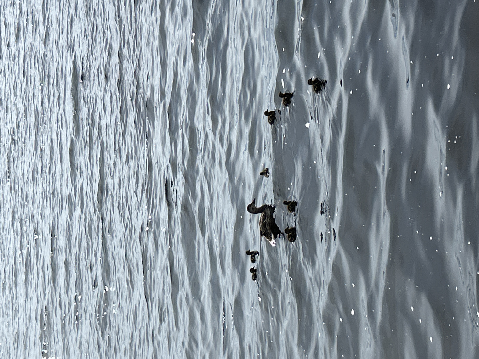 The image depicts a body of water, likely a river or lake, with rippling surface reflecting light. Several small, dark objects are scattered across the water, some appearing to be floating debris or small animals like ducklings. The lighting suggests it is daytime, with sunlight creating bright highlights on the water's surface. The overall scene is natural and tranquil, with no discernible human activity or man-made structures. The texture of the water is varied, with smoother areas and more pronounced waves, creating a dynamic visual effect. The color palette is dominated by shades of gray and white due to the water's reflection and the overcast sky. No text is visible in the image.