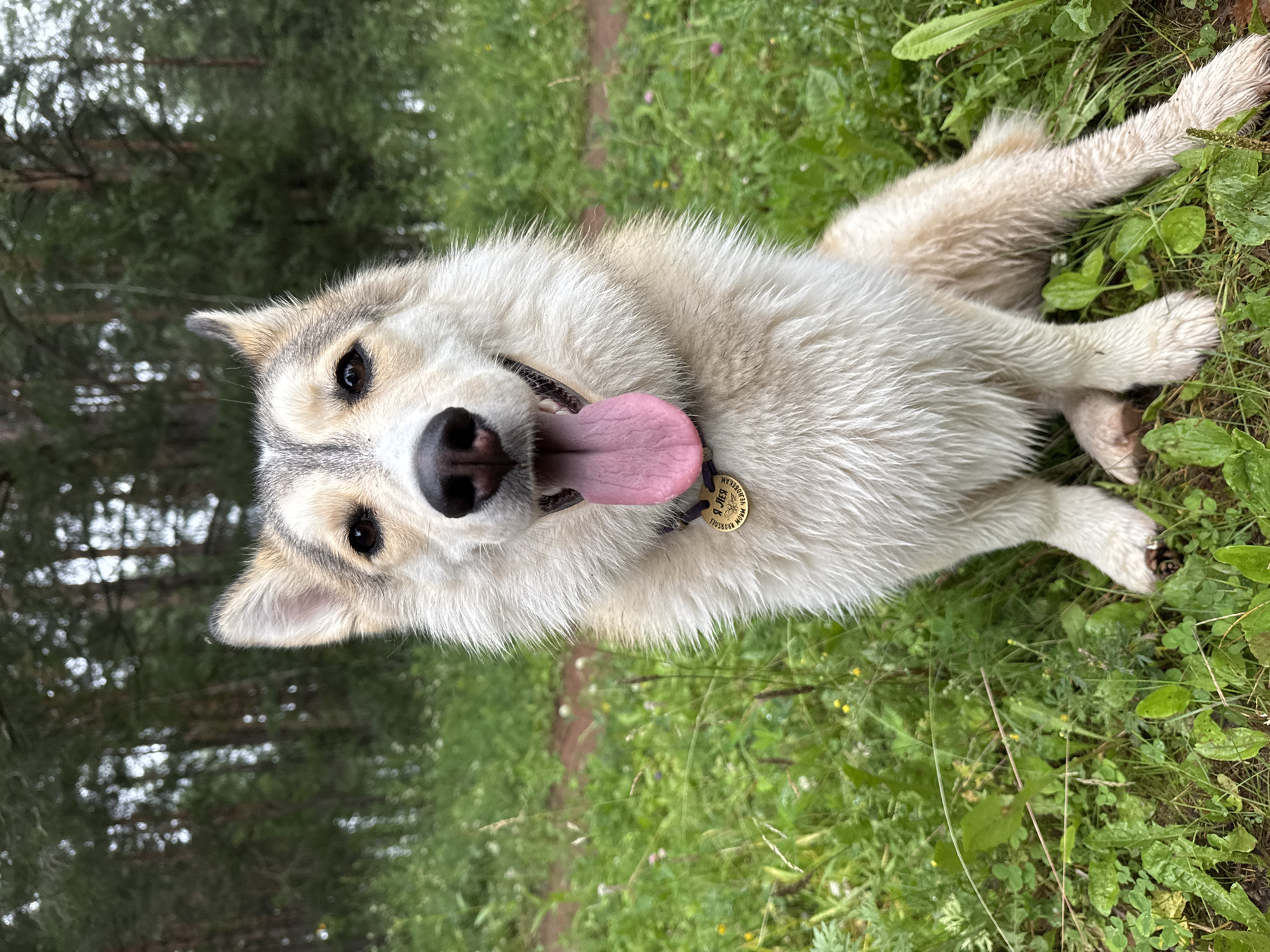 A Siberian Husky lies on its back in a grassy area, with its tongue hanging out. The dog has grey and white fur and a black nose. It's wearing a round, golden ID tag on its collar, which has some text engraved on it. The background shows a forest with tall trees and a path winding through the grass. The lighting suggests it's daytime, and the grass appears damp, possibly indicating recent rain. The dog seems relaxed and happy.