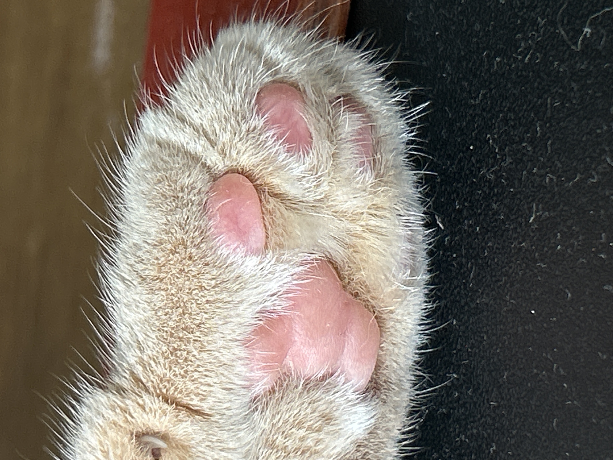A close-up, eye-level shot focuses on the paw of a light-colored furry animal, likely a cat, with prominent pink toe beans visible. The paw is resting on a dark, textured surface, possibly fabric or leather. The background is softly blurred, with a hint of a reddish object and a brown wall. The image captures the fine details of the fur and the smooth texture of the paw pads. There are no people or any indication of a Moscow, Russia location.