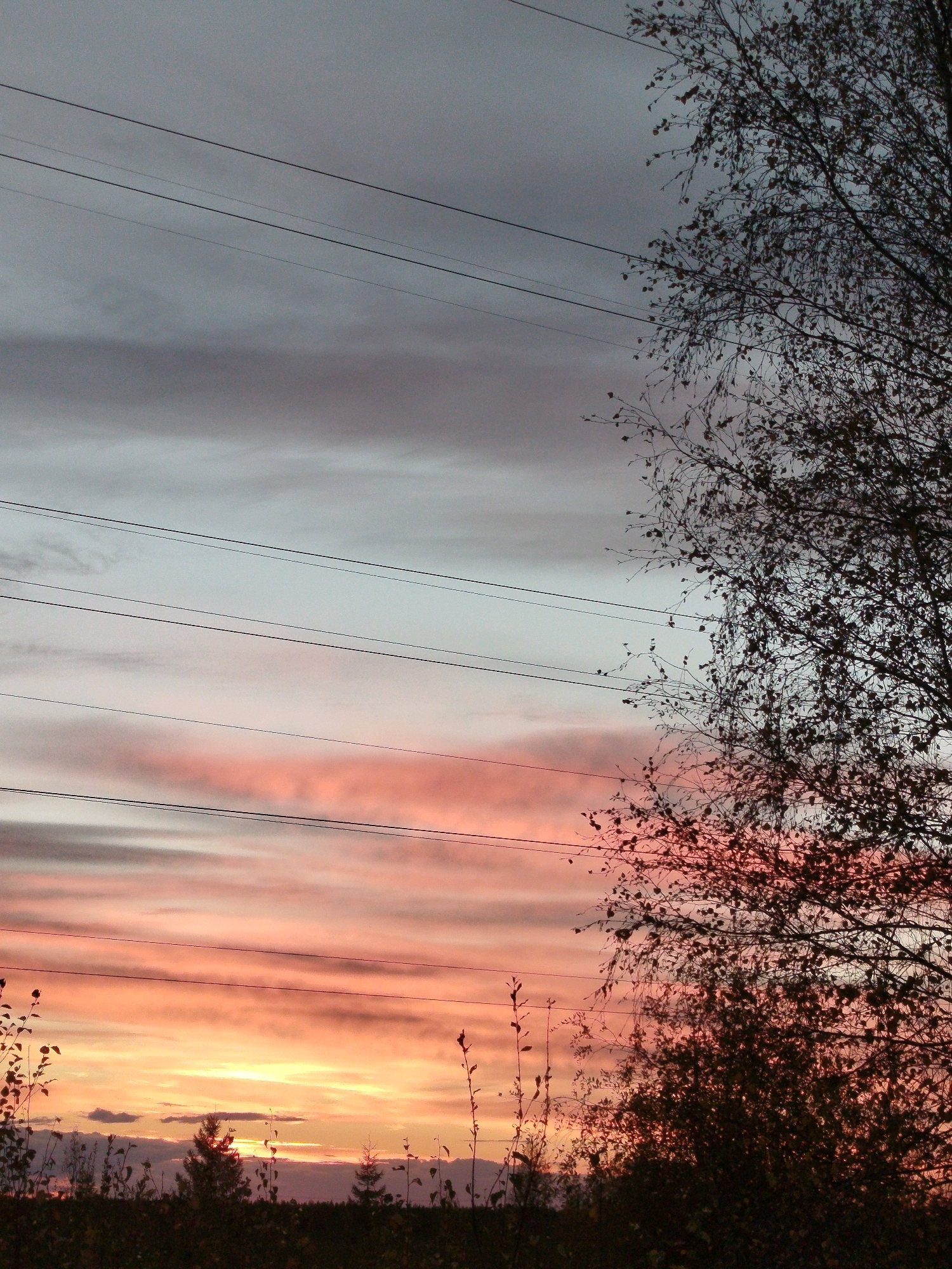 The image shows a sunset sky with horizontal power lines stretching across it. The sky transitions from a pale blue at the top to hues of pink and orange closer to the horizon, indicating the setting sun. Silhouettes of trees and vegetation are visible at the bottom of the frame, with some branches extending into the sky. The scene is dark and atmospheric, with the setting sun casting a warm glow. The location is not specified in the image.