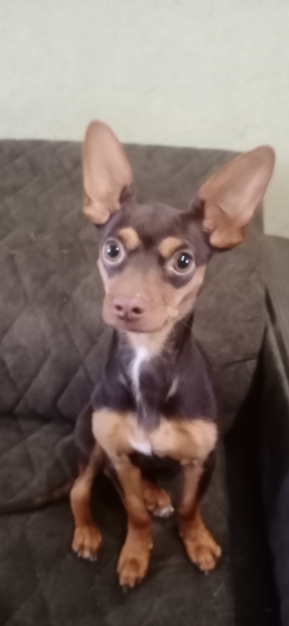The image shows a small, brown and tan dog with large ears and wide, expressive eyes. The dog is sitting on a dark, quilted surface, likely a sofa. The background is a plain, light-colored wall. The lighting is moderate, and the image is slightly blurry, particularly around the edges. There is no visible indication of the location being in Saratov, Russia.