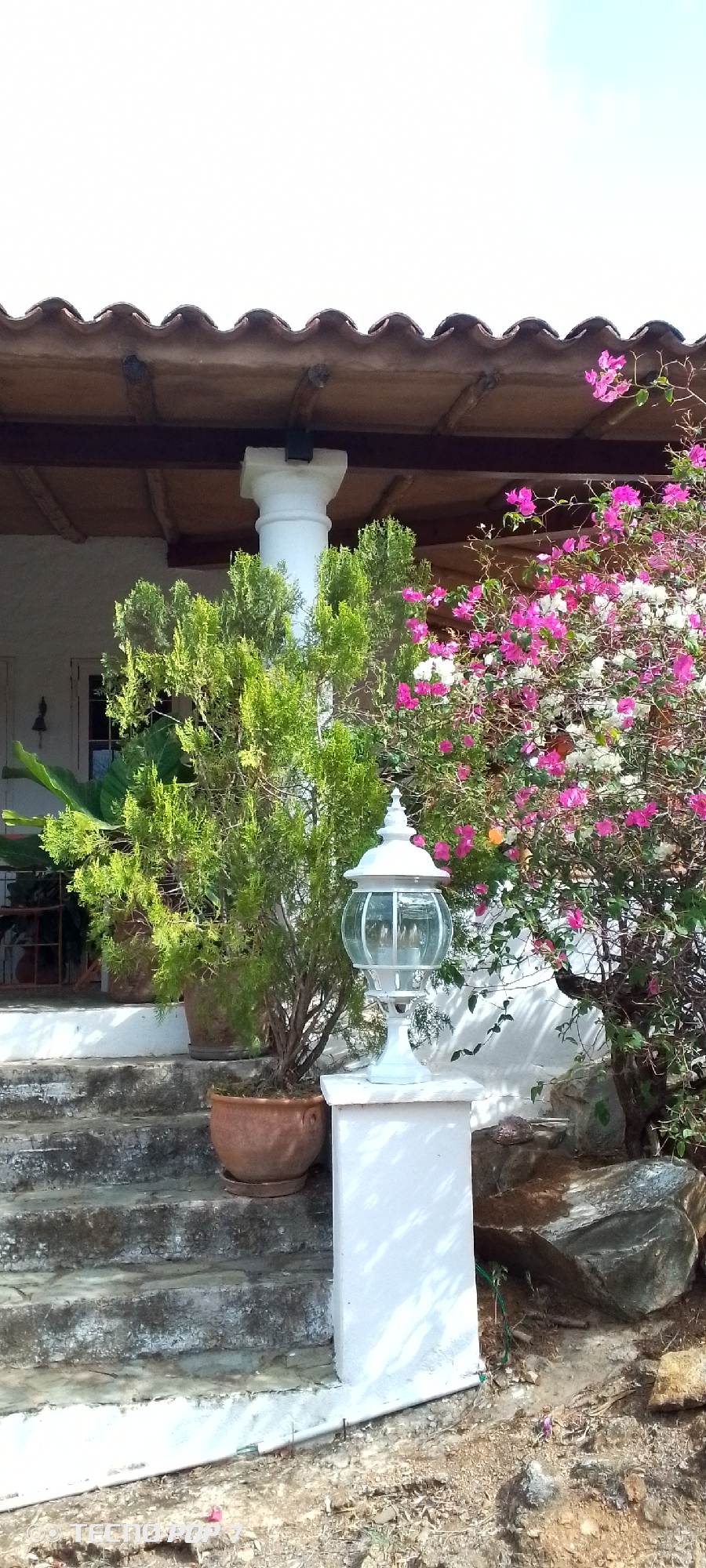 The image depicts an outdoor scene in front of a building with a tiled roof supported by wooden beams. In the foreground, a series of weathered stone steps leads up to the building. To the right of the steps, a white, ornate lamppost stands on a white pedestal. Behind the lamppost and to the right of the steps, a lush bougainvillea plant with bright pink and white flowers is in full bloom, with some greenery visible. To the left of the lamppost and in front of the building, a small, green, conical evergreen tree is planted in a terracotta pot. Further to the left, a large green leaf is visible, and behind it, a white-painted wall with a doorway and window can be seen. The ground around the steps and pedestal is covered in dry earth, small rocks, and some scattered leaves and twigs. The lighting suggests it is daytime, likely with bright sunlight given the shadows. The scene conveys a sense of a well-maintained outdoor space, possibly a garden or patio area. There is no visible text in the image. The location context of Altagracia, Venezuela, suggests a tropical or subtropical climate, consistent with the vibrant flora.