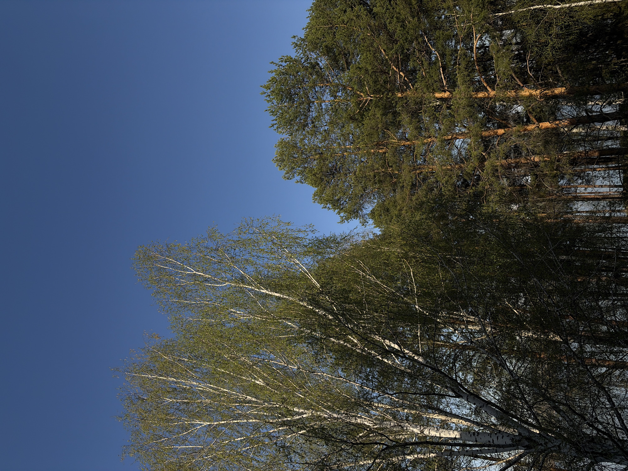 The image is a low-angle shot of trees against a clear blue sky. In the upper right corner, coniferous trees with dark green needles and reddish-brown bark are visible. The lower left corner features birch trees with white bark and light green leaves. The image appears to be taken in a natural environment, such as a forest or park. Without additional information, it's impossible to confirm the precise location within the city of Chaikovsky, Russia.