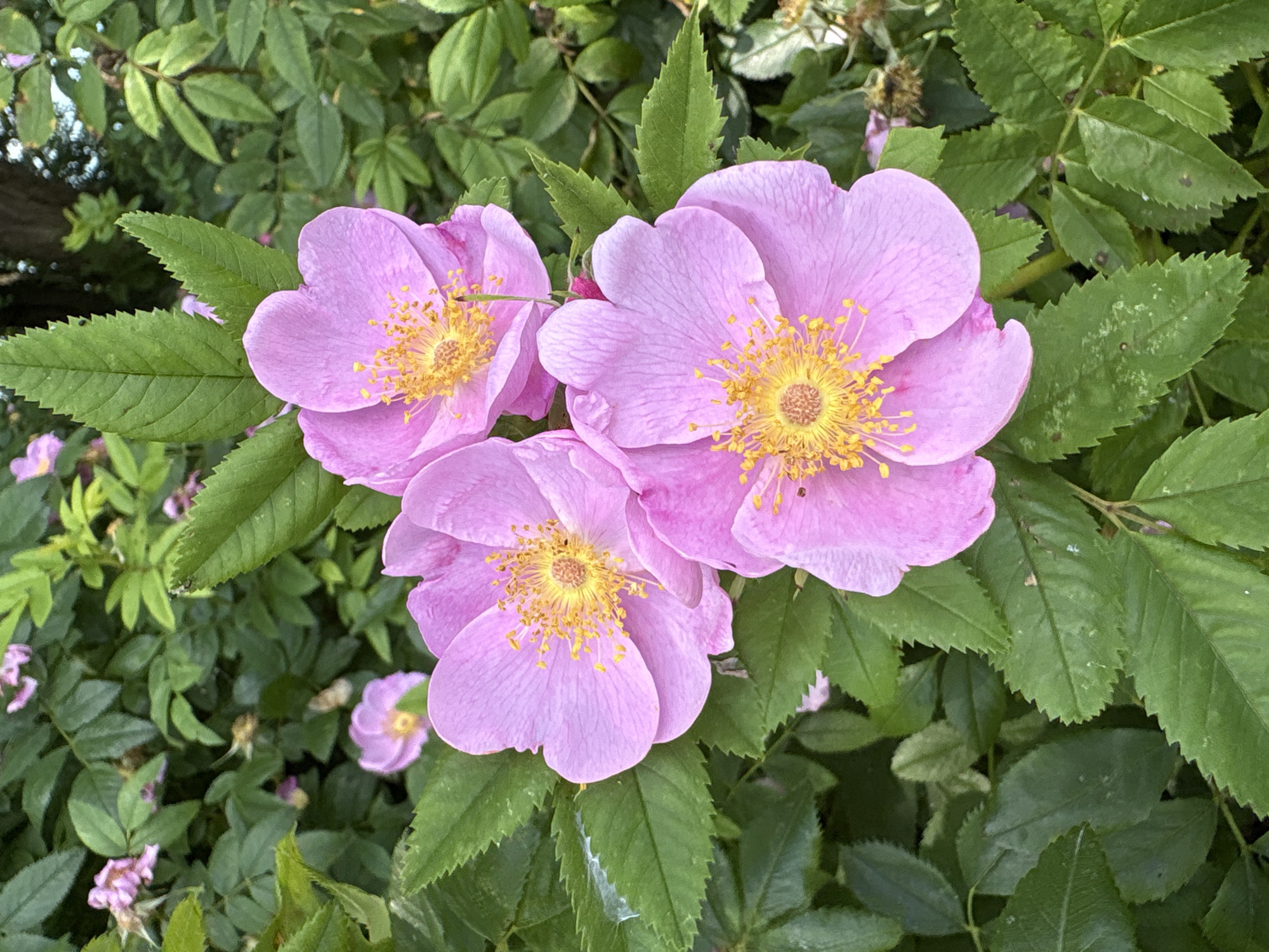This is a close-up, eye-level shot of three open pink wild roses in the foreground, set against a backdrop of green foliage. The roses are in various stages of bloom, with delicate pink petals and bright yellow centers covered in stamens. The leaves of the rose bush are a vibrant green, some with serrated edges and visible veins. In the background, more unfocused pink flowers and lush greenery can be seen. The overall impression is one of natural beauty and growth. The image was taken in the city of Niagara Falls, United States of America.