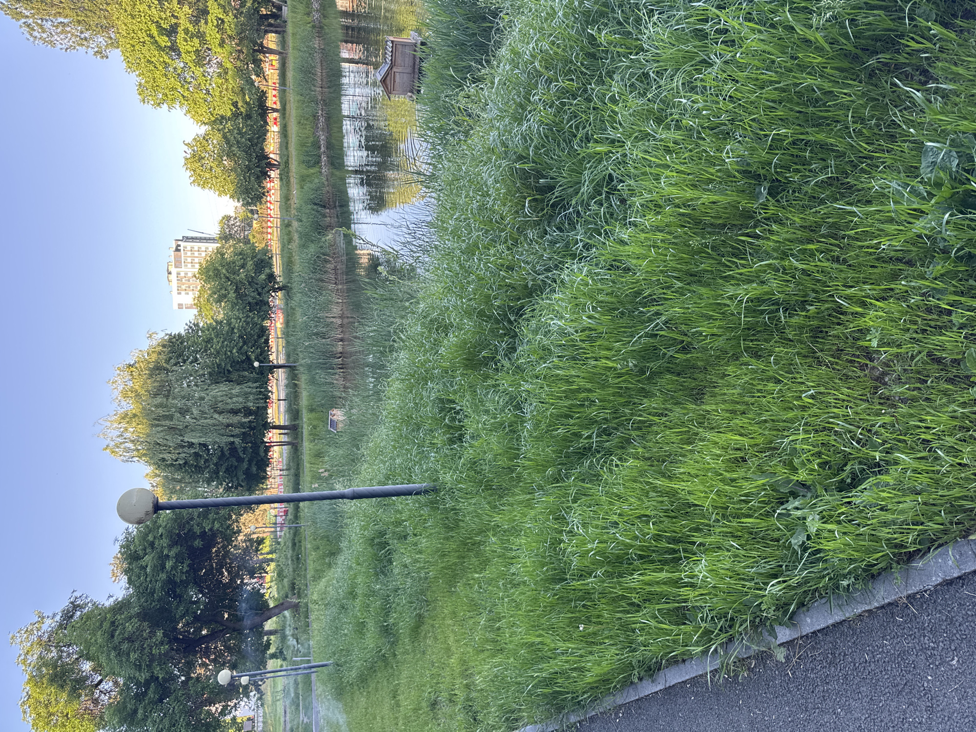 The image depicts a park scene in an urban area. A body of water, possibly a pond or a canal, reflects trees and buildings in the background. Lush, green grass covers a significant portion of the foreground and stretches towards the water's edge. A row of lampposts lines the edge of a paved path. The overall environment suggests a peaceful, recreational space within a city.
