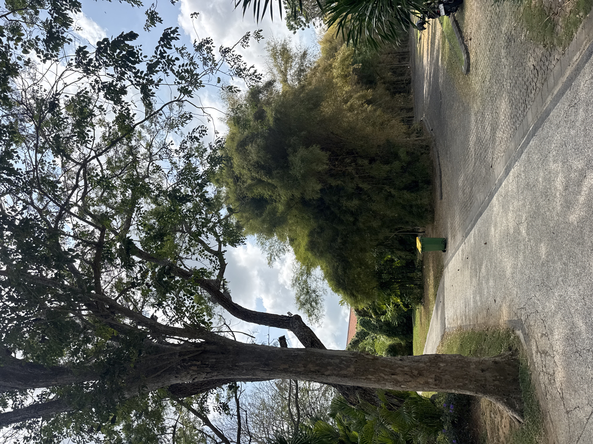 In Kuta Selatan, Indonesia, a paved pathway curves through a lush park. A large tree with a thick trunk stands to the left, its branches reaching towards a partly cloudy sky. To the right, a dense cluster of bamboo grows tall, creating a vibrant green backdrop. A green trash bin with a yellow lid is visible near the path. The pathway is made of grey cobblestones and asphalt, with some areas showing cracks and wear. In the distance, a building with a red roof is partially visible through the trees. A motorcycle is parked on the right side of the pathway. The sun casts shadows across the scene, suggesting it is daytime.