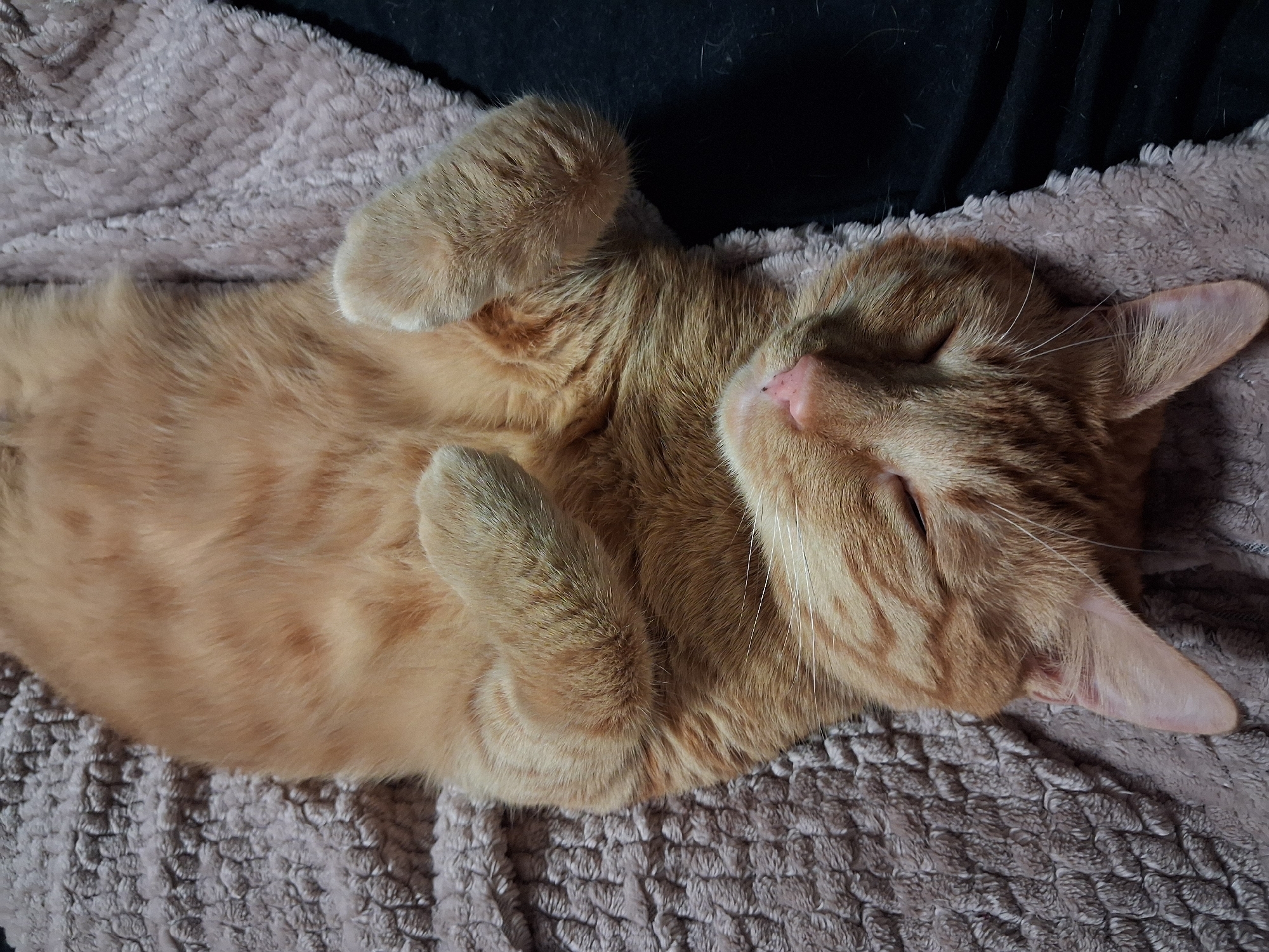 An orange tabby cat is depicted lying on its back, deeply asleep or resting, on a soft, textured blanket. The cat's fur is a warm orange with characteristic tabby stripes and patterns visible on its head, legs, and flanks. Its belly is exposed, and all four paws are curled inward towards its body, a posture often indicative of comfort and trust. The cat's eyes are mostly closed, and its small, pink nose is clearly visible. Long white whiskers extend from its muzzle.
The blanket the cat is resting on is a light brown or taupe color, with a distinct raised, bumpy texture, possibly made of fleece or a similar plush material. In the upper part of the image, behind the cat's head and front paws, a dark, seemingly black, fabric is visible, which could be part of a bed, couch, or another soft surface. The lighting is soft and ambient, suggesting an indoor setting. There is no visible text in the image. The overall impression is one of peacefulness and deep relaxation.