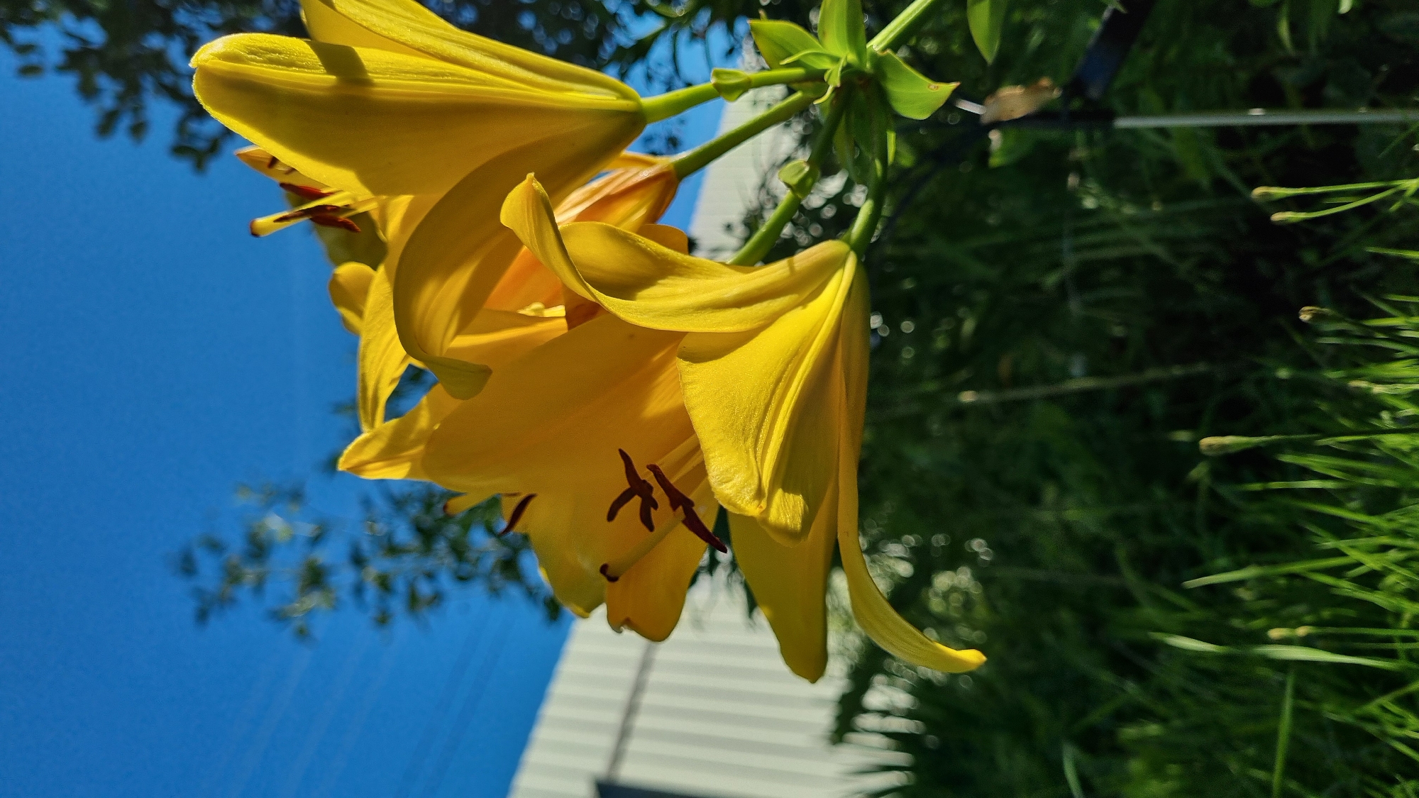 A low-angle, close-up shot captures a cluster of vibrant yellow lilies against a clear blue sky. The lilies are in focus, their petals unfurling gracefully, revealing dark red stamens. In the background, a white corrugated fence runs horizontally, partially obscured by lush green foliage and grass in the foreground. The scene appears to be outdoors, in what could be a residential garden or park. The overall impression is one of natural beauty bathed in bright sunlight.