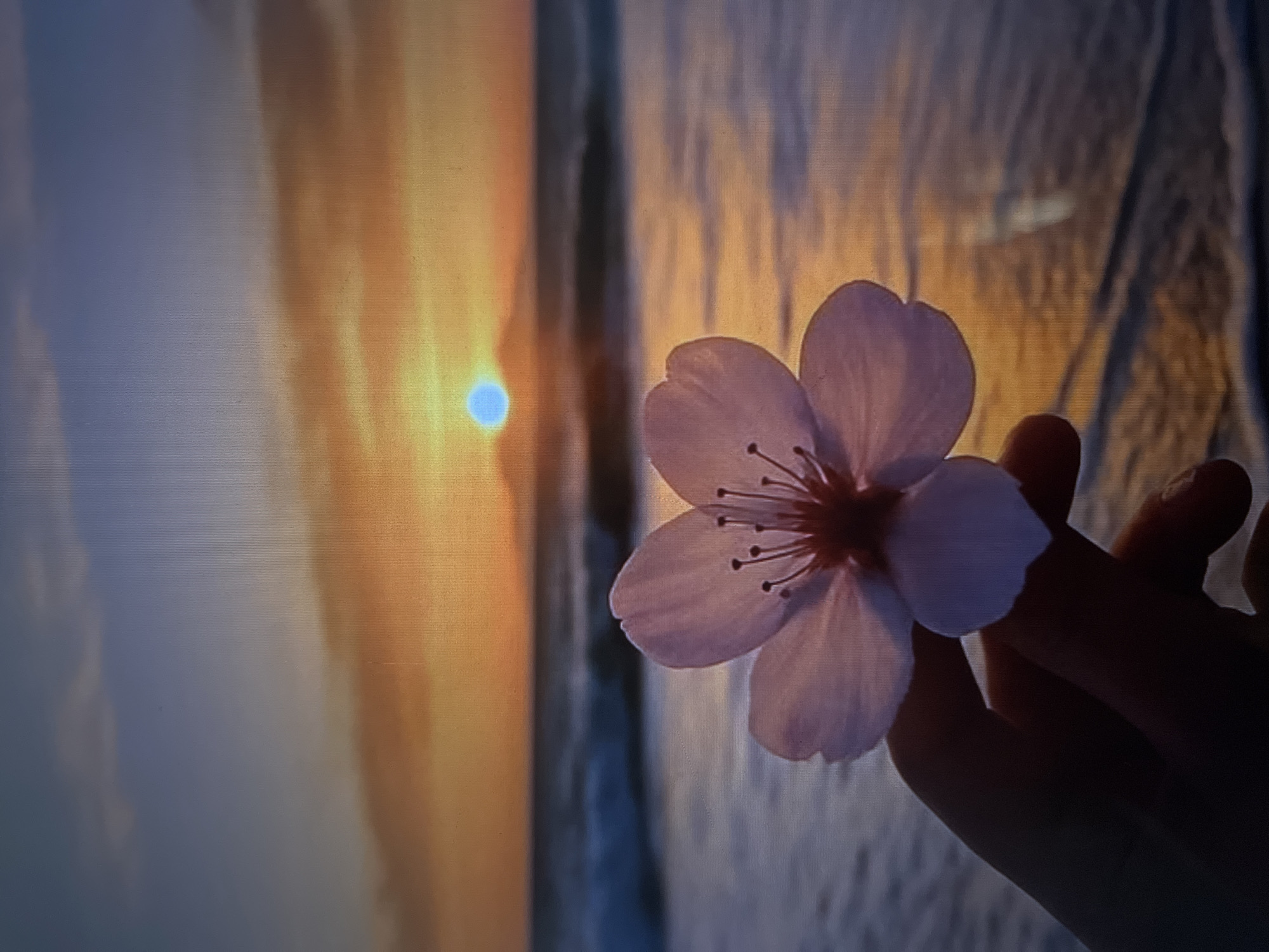 This is a close-up, slightly blurry photograph of a light pink cherry blossom held in a hand against a backdrop of what appears to be a sunset. The flower is the central focus, with its delicate petals and visible stamens. The hand holding the flower is silhouetted, its form suggesting a gentle grip.
The background is divided into distinct sections. To the left, warm oranges and yellows suggest the setting sun, with a bright, small, blueish orb possibly representing the sun itself or a reflection. Vertical streaks of light and shadow create a textured, abstract effect. To the right, the background is cooler in tone, with blues and grays, and also exhibits a textured, almost striped appearance. This contrast between warm and cool tones, and the presence of the sunset, indicates that the photograph was likely taken during the golden hour.
The overall mood is serene and contemplative, evoked by the gentle presentation of the flower and the soft lighting of the sunset. There are no visible text elements in the image. The image seems to capture a moment of quiet appreciation for nature.