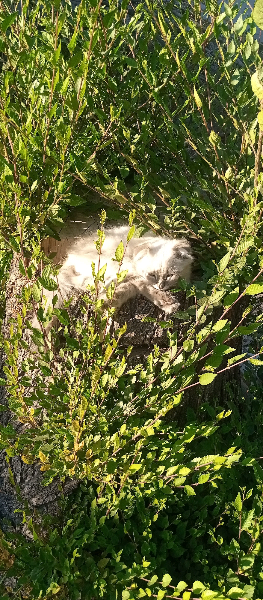 A fluffy, light-colored cat sleeps peacefully on a tree stump, partially concealed by lush green foliage. The cat is lying on its side, with its head resting on its paws and its eyes closed. Sunlight filters through the leaves, casting dappled shadows on the scene. The tree stump appears weathered and textured, indicating it is likely outdoors. The overall setting suggests a quiet, natural environment within the city of Шелек, Kazakhstan.