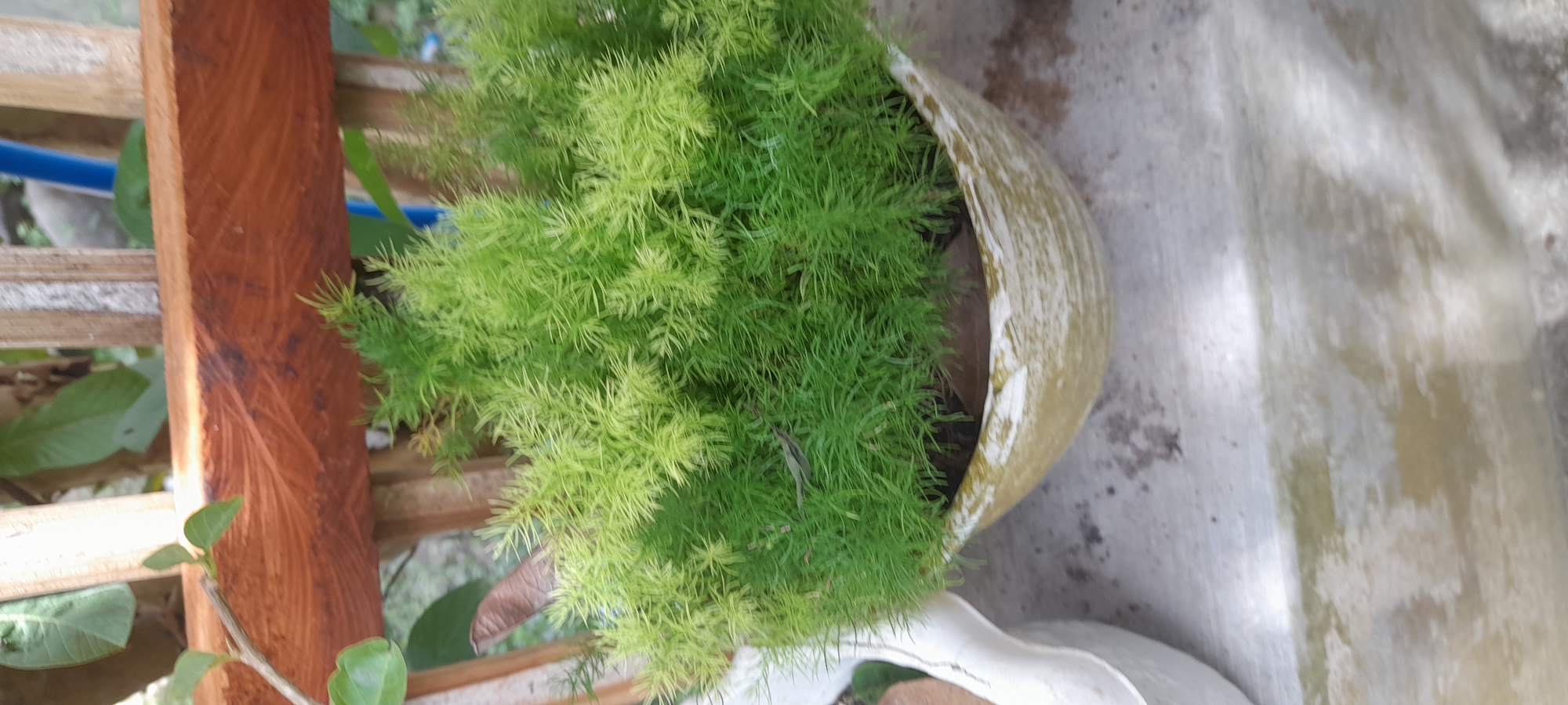 A potted asparagus fern sits on a wooden structure in Buketteukuh, Indonesia. The plant is full and vibrant green in color. The pot is light tan, and sits on a white plastic object. To the left of the fern is a section of brown wood with light-colored wooden slats visible behind it. The background features a blurred concrete surface.