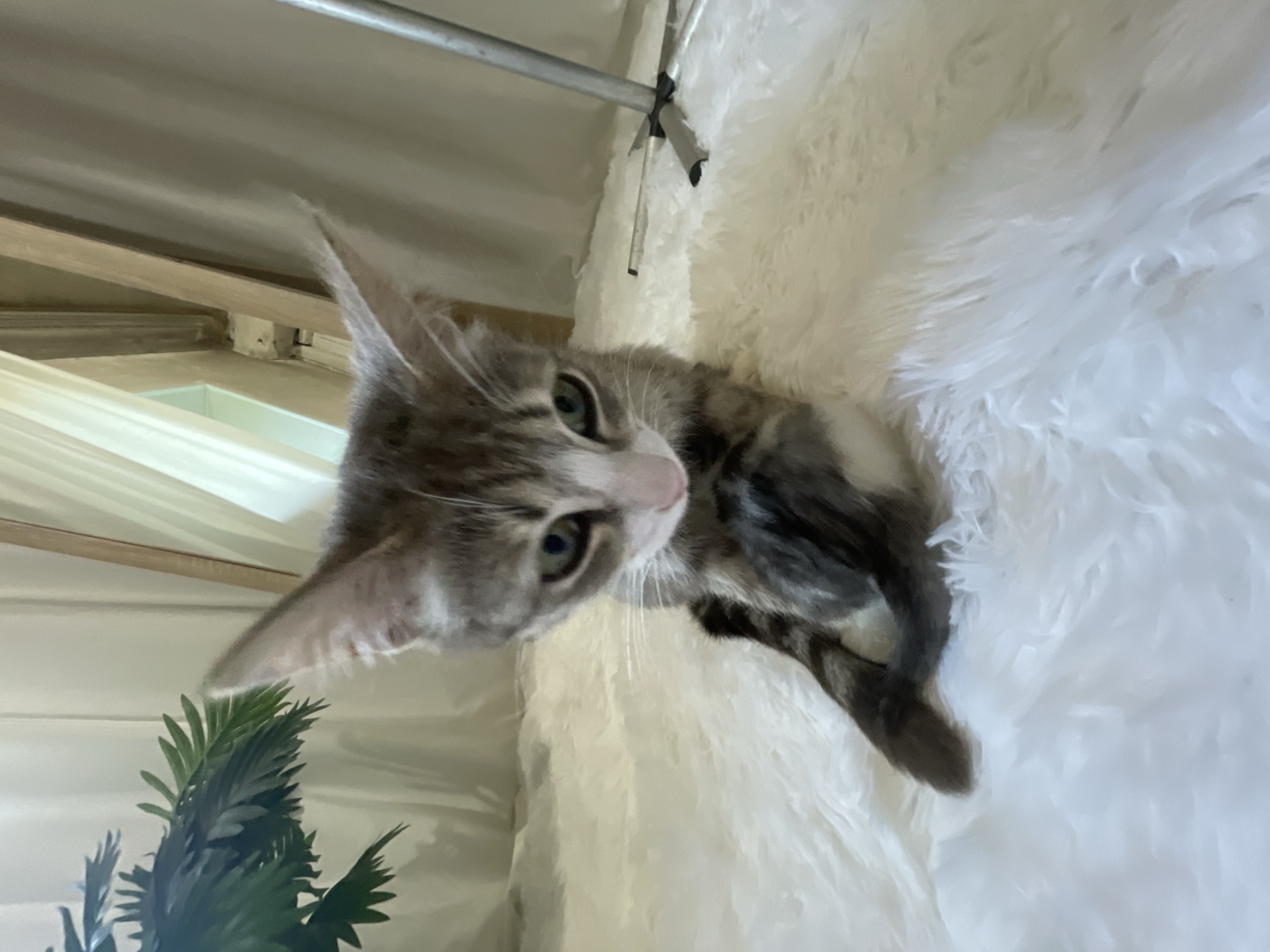 The image shows a young tabby kitten with green eyes. The kitten is lying on a fluffy white surface, possibly a blanket or rug. Its body is mostly grey and black striped, with some white on its chest and face. The kitten's head is tilted to the side, and it appears to be looking at something just out of frame. The background is blurred, but suggests an indoor setting with some light filtering in from a window. A plant is visible in the lower left corner. The lighting suggests it is daytime, and there are no indications of weather. The overall mood is calm and serene. There is no visible text in the image.