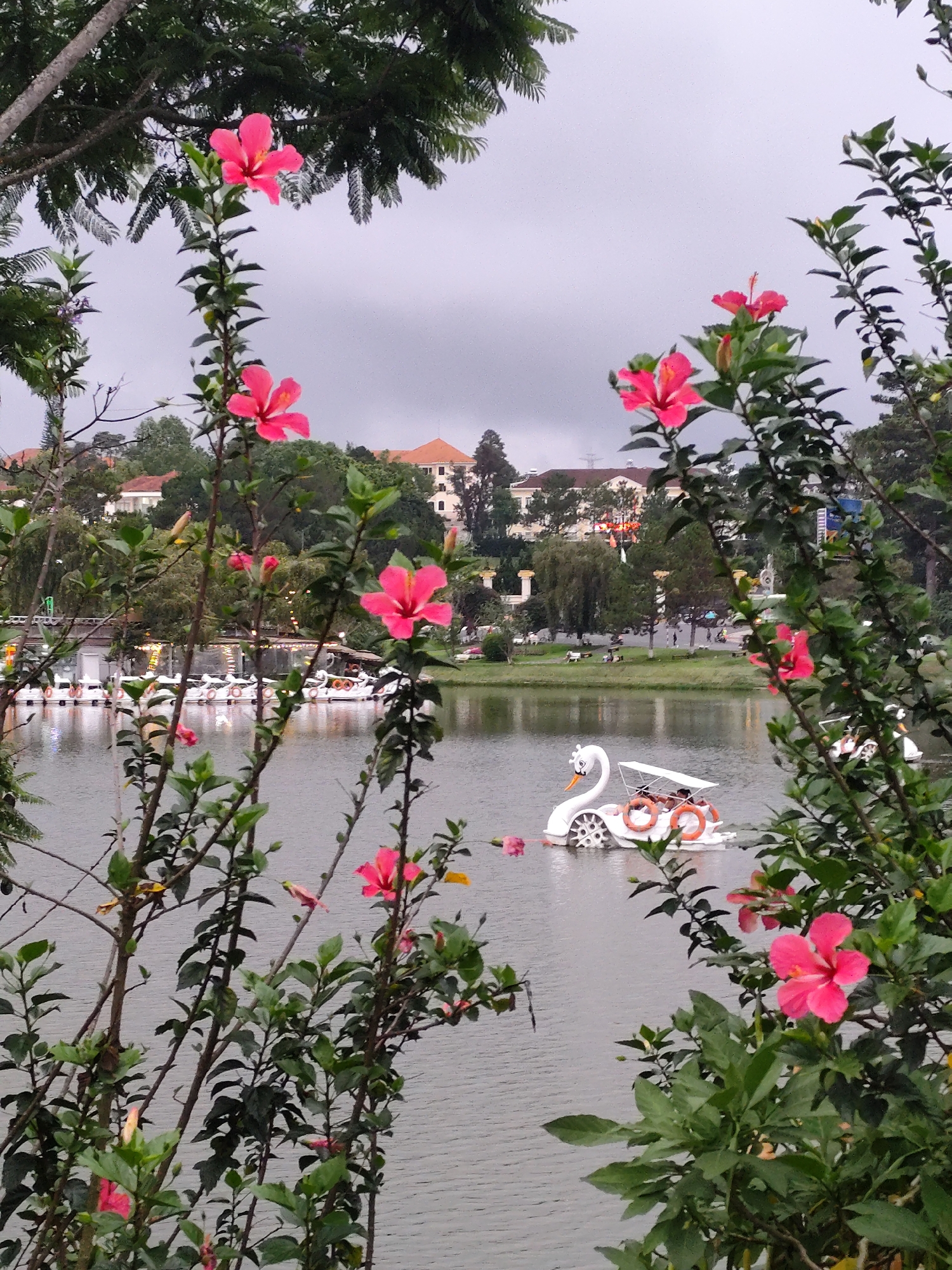 The image captures a scene in Da Lat, Vietnam, featuring a lake with swan-shaped paddle boats. A two-person swan boat is on the water, with two bright-orange, round life vests. Buildings and trees can be seen along the bank. In the foreground, flowering hibiscus bushes with pink blossoms frame the view. The sky is overcast and gray. Other boats are docked in the distance. People can be seen walking along the edge of the lake.